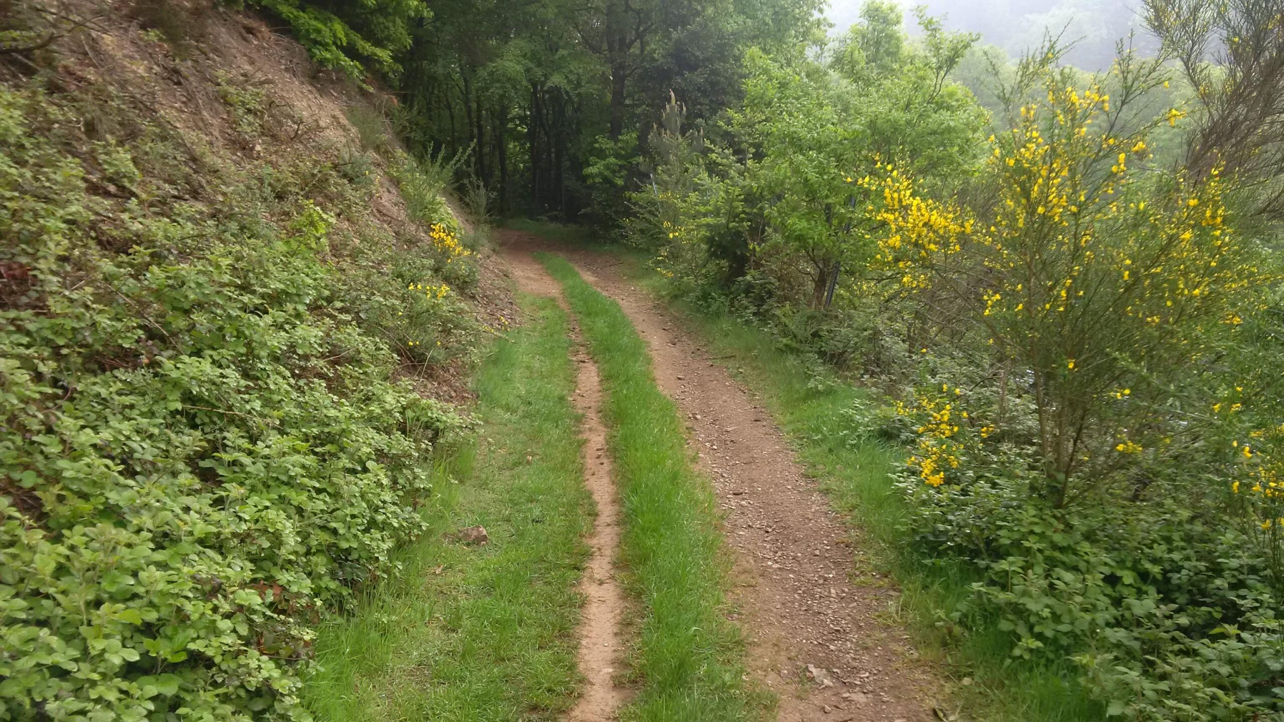 A winding dirt path surrounded by lush greenery and blooming yellow flowers, leading through a forested area. The path is flanked by bushes and grass, creating a serene and natural landscape. MTB Nürburgring mountain bike trail.