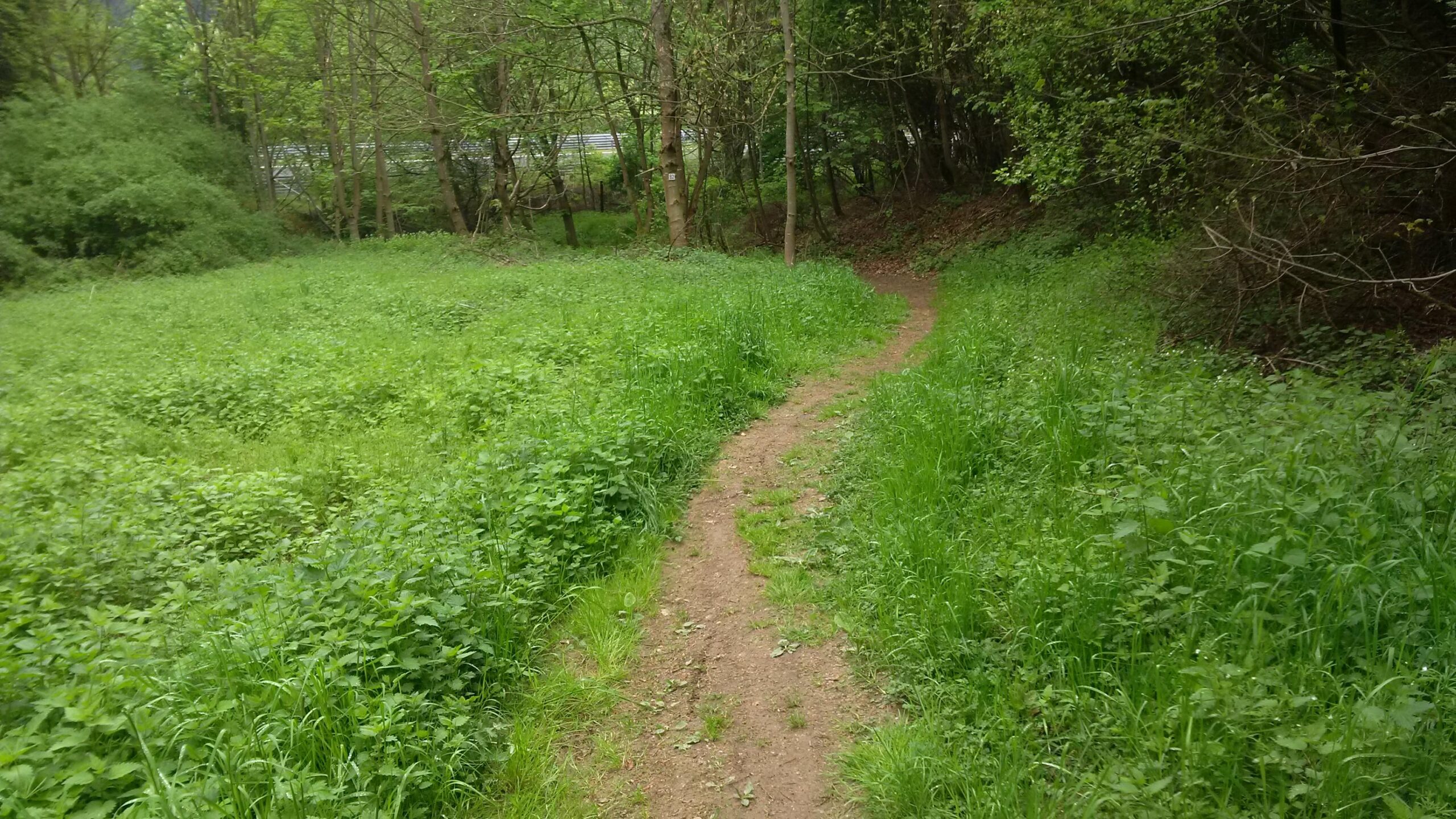 A narrow dirt path winding through lush green grass and vegetation, surrounded by trees in a tranquil, natural setting. MTB Nürburgring mountain bike trail.