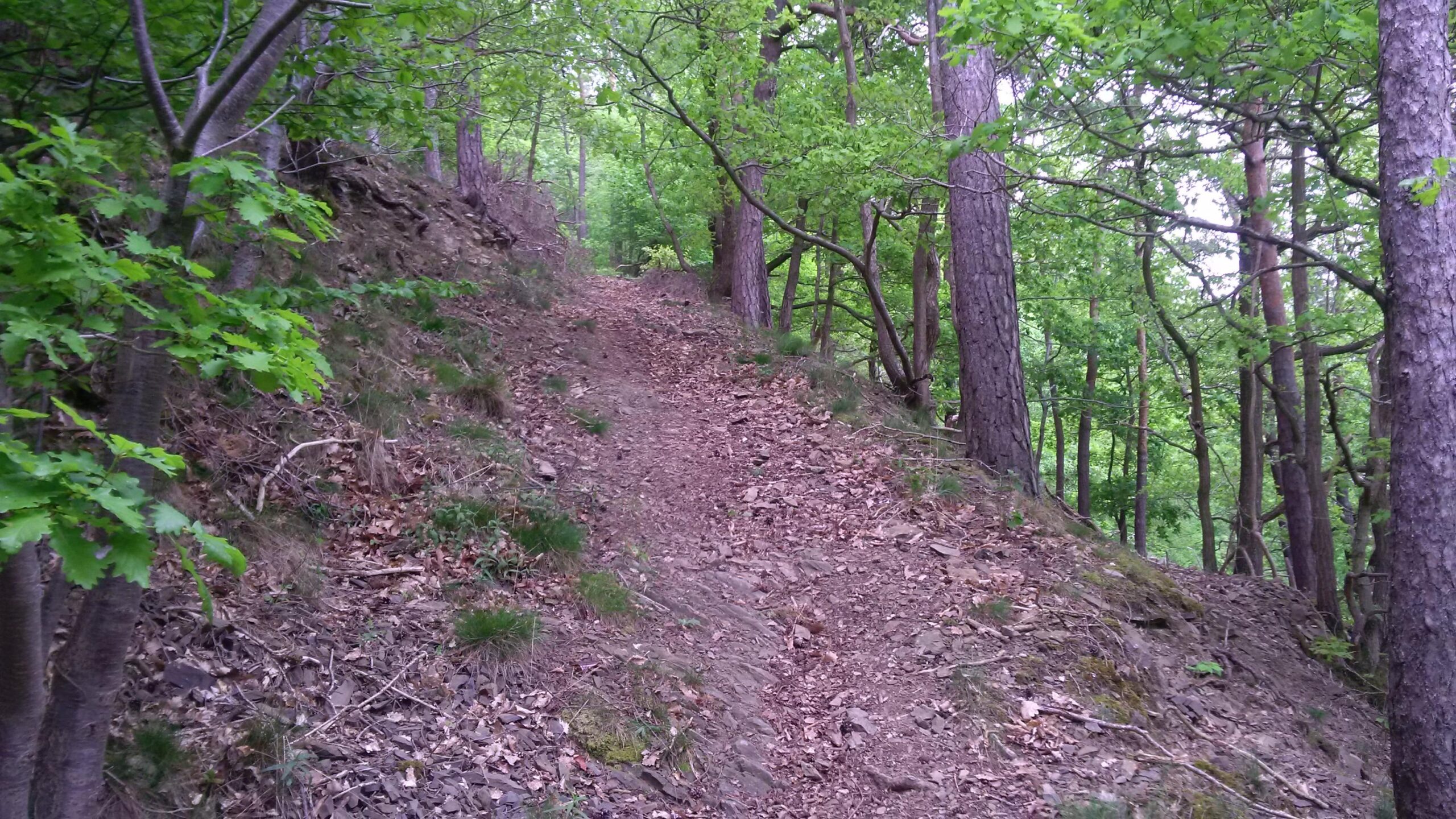 A narrow, dirt hiking trail winding through a lush green forest, lined with trees and scattered leaves on the ground. The path is flanked by greenery, leading into a serene, wooded area. MTB Nürburgring mountain bike trail.