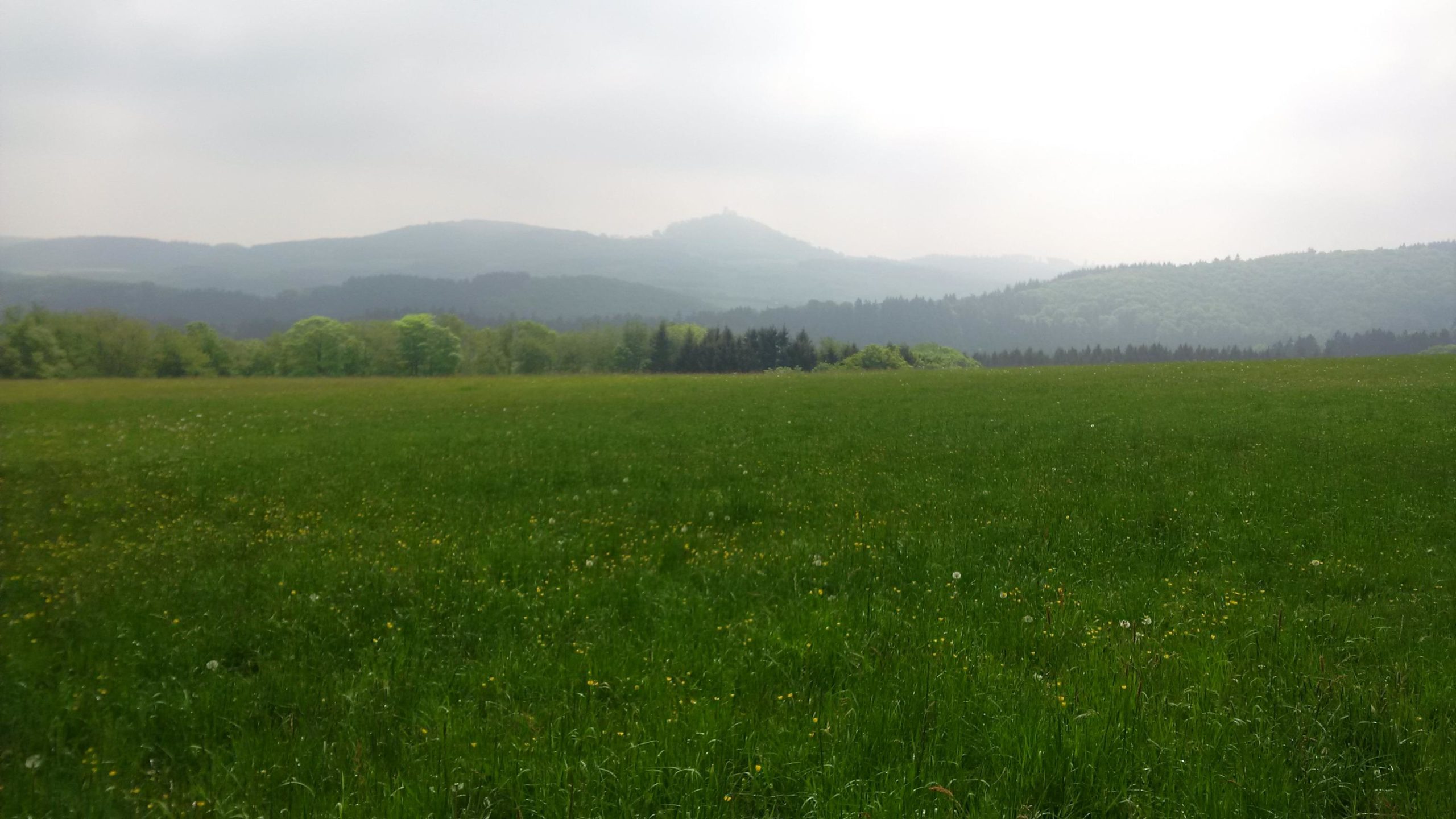 A wide, green field covered with patches of wildflowers, set against a backdrop of rolling hills and misty mountains under a cloudy sky. MTB Nürburgring mountain bike trail.