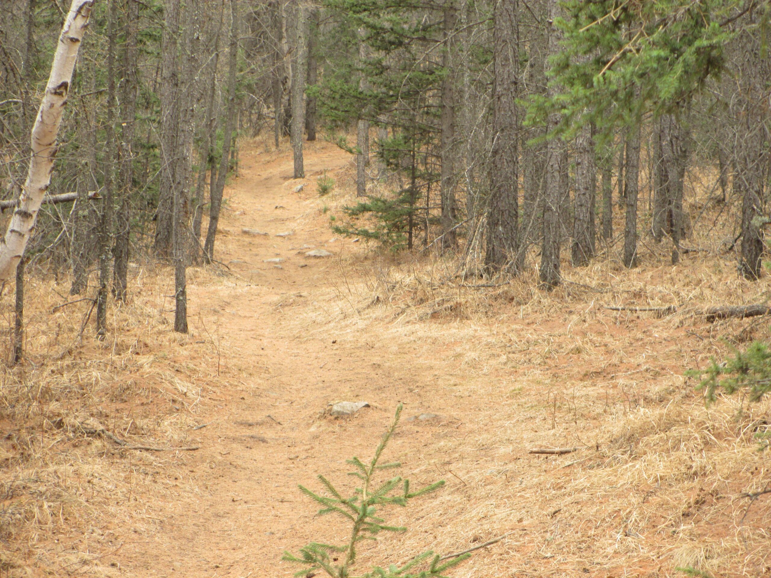 A dirt path winding through a forest with sparse pine trees and dry grass. The scene is serene with a muted color palette, showcasing a tranquil natural environment. Zaisan Chutes mountain bike trail.