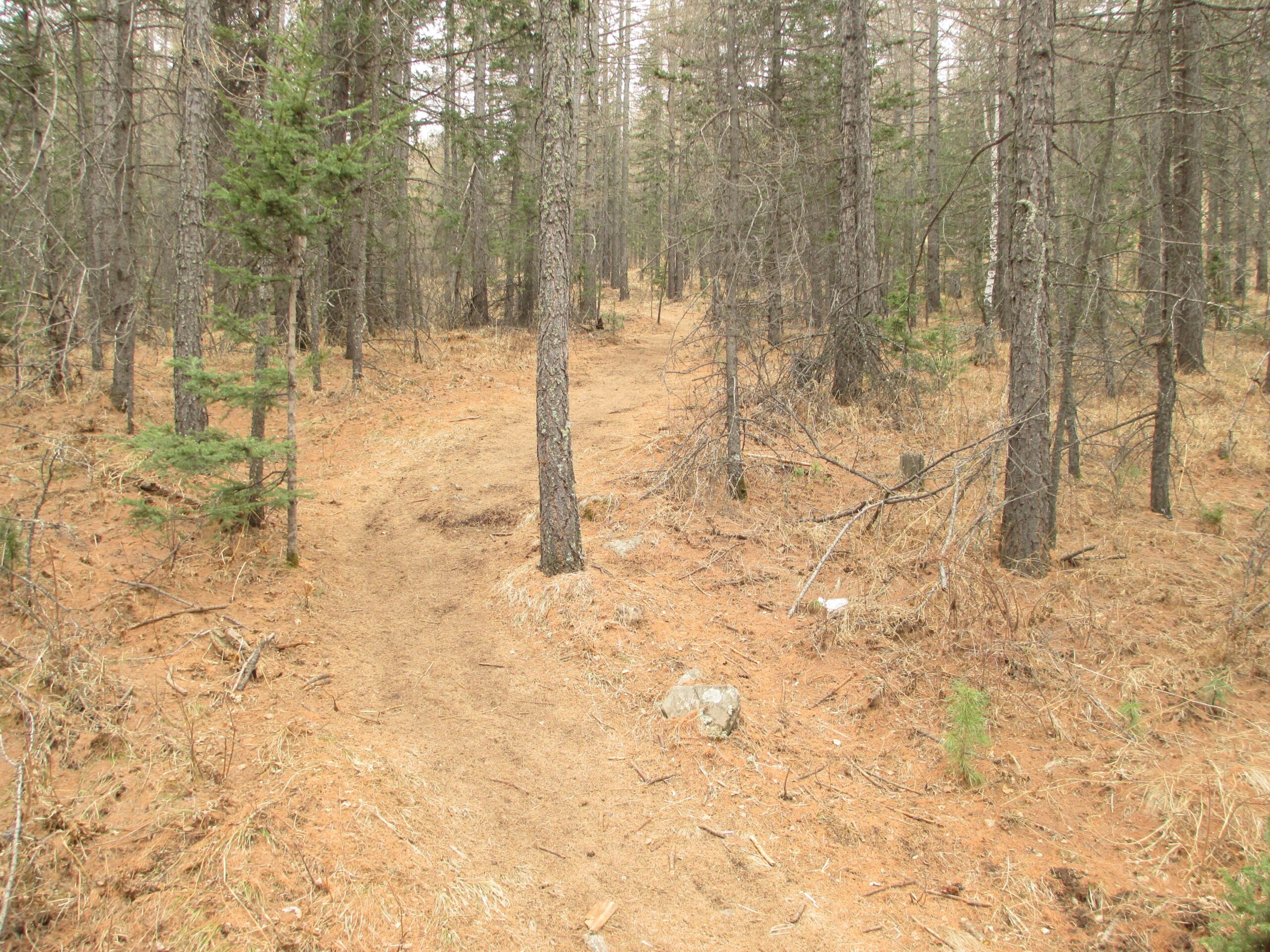 A dirt hiking path winding through a forest, lined with tall trees and scattered patches of pine needles and dried leaves on the ground. The scene is calm and natural, suggesting a peaceful outdoor setting. Zaisan Chutes mountain bike trail.