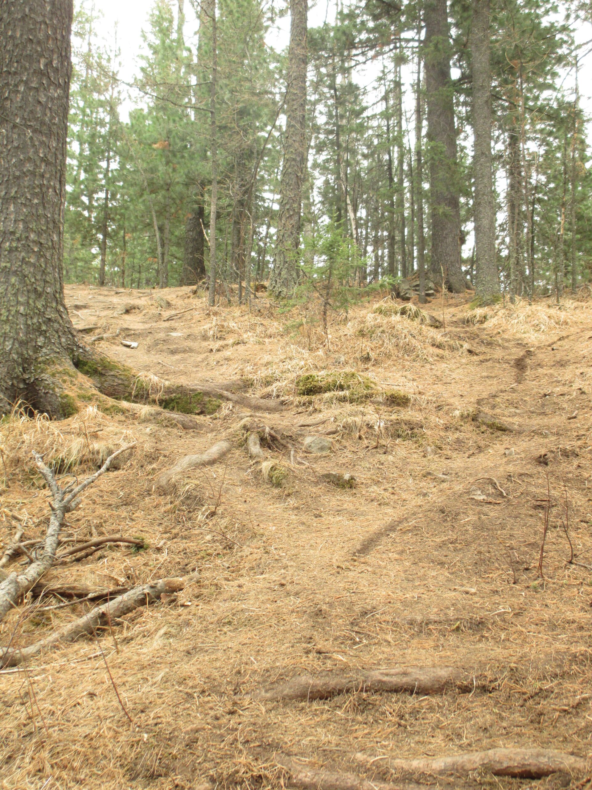 A forest landscape featuring a natural trail winding through tall trees. The ground is covered with dry grass and exposed tree roots, creating a rugged, earthy path. The scene captures a serene, wooded atmosphere with greenery in the background. Zaisan Chutes mountain bike trail.