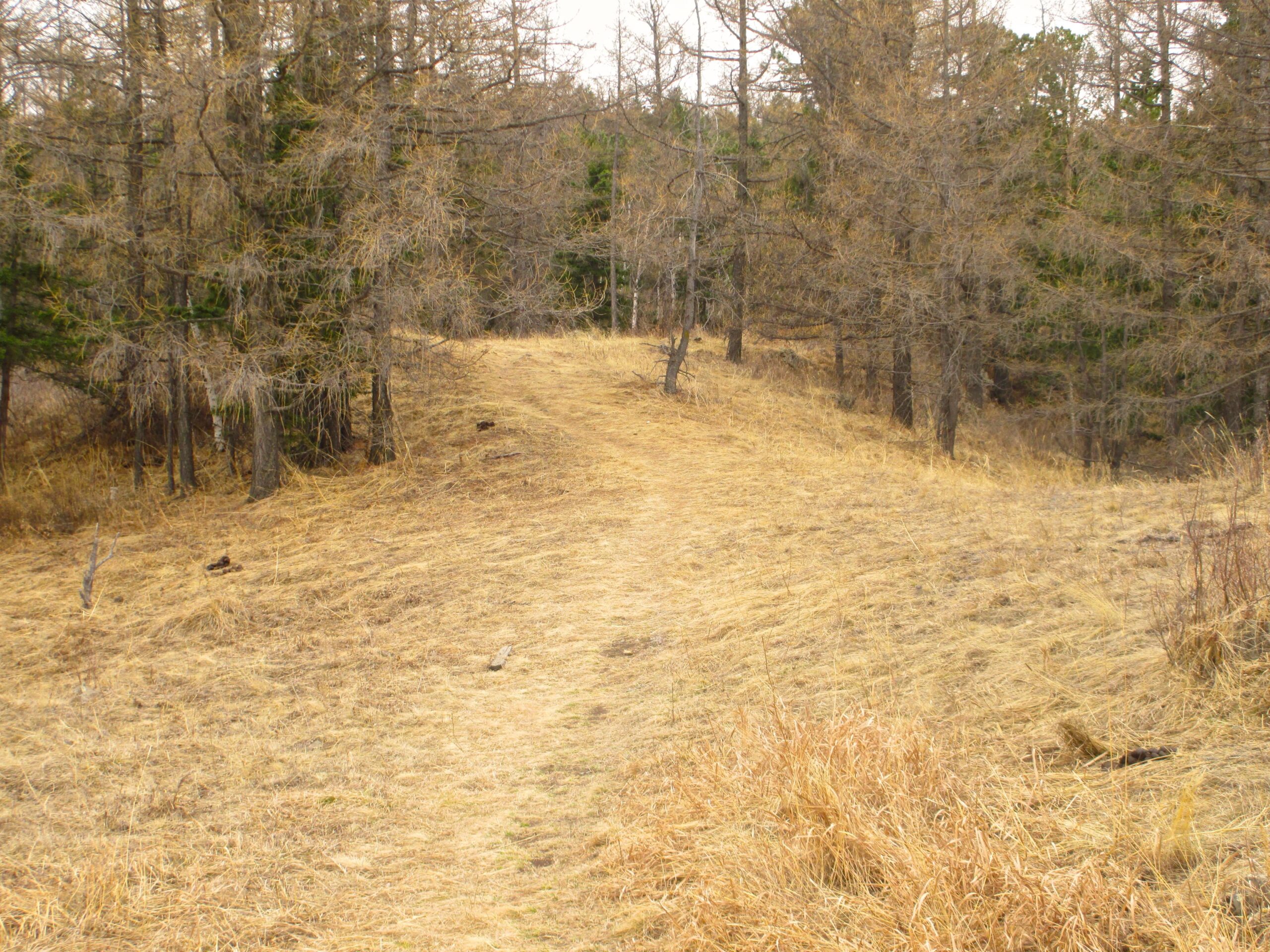 A grassy trail winding through a sparse forest of bare trees, with a backdrop of green foliage. The ground is covered in dry grass and scattered rocks, suggesting an autumn or early spring setting. Zaisan Chutes mountain bike trail.