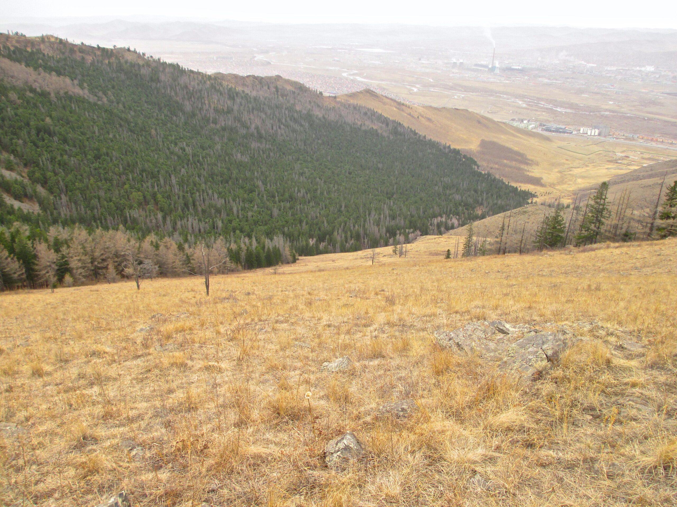 A panoramic view of a rolling landscape featuring a blend of grassy slopes and dense forested areas. In the foreground, yellow grass and rocky outcrops are visible, leading down to a green treeline. In the background, a valley stretches out towards a distant town and industrial area, partially obscured by mist. The sky is overcast, adding a subdued tone to the overall scene. Zaisan Chutes mountain bike trail.
