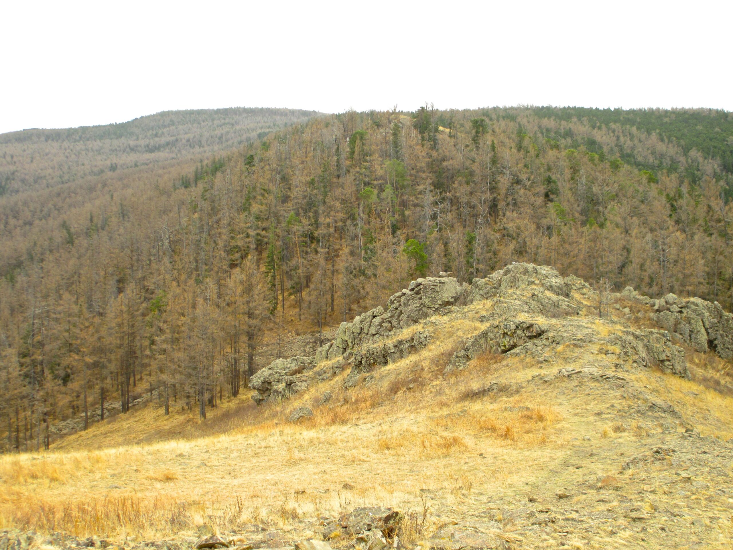 A panoramic view of a hilly landscape featuring dry, golden grass and rocky outcrops in the foreground. The background showcases a densely forested area with trees that appear brown and bare, indicating signs of stress or decay. The sky is overcast, adding a subdued atmosphere to the scene. Zaisan Chutes mountain bike trail.