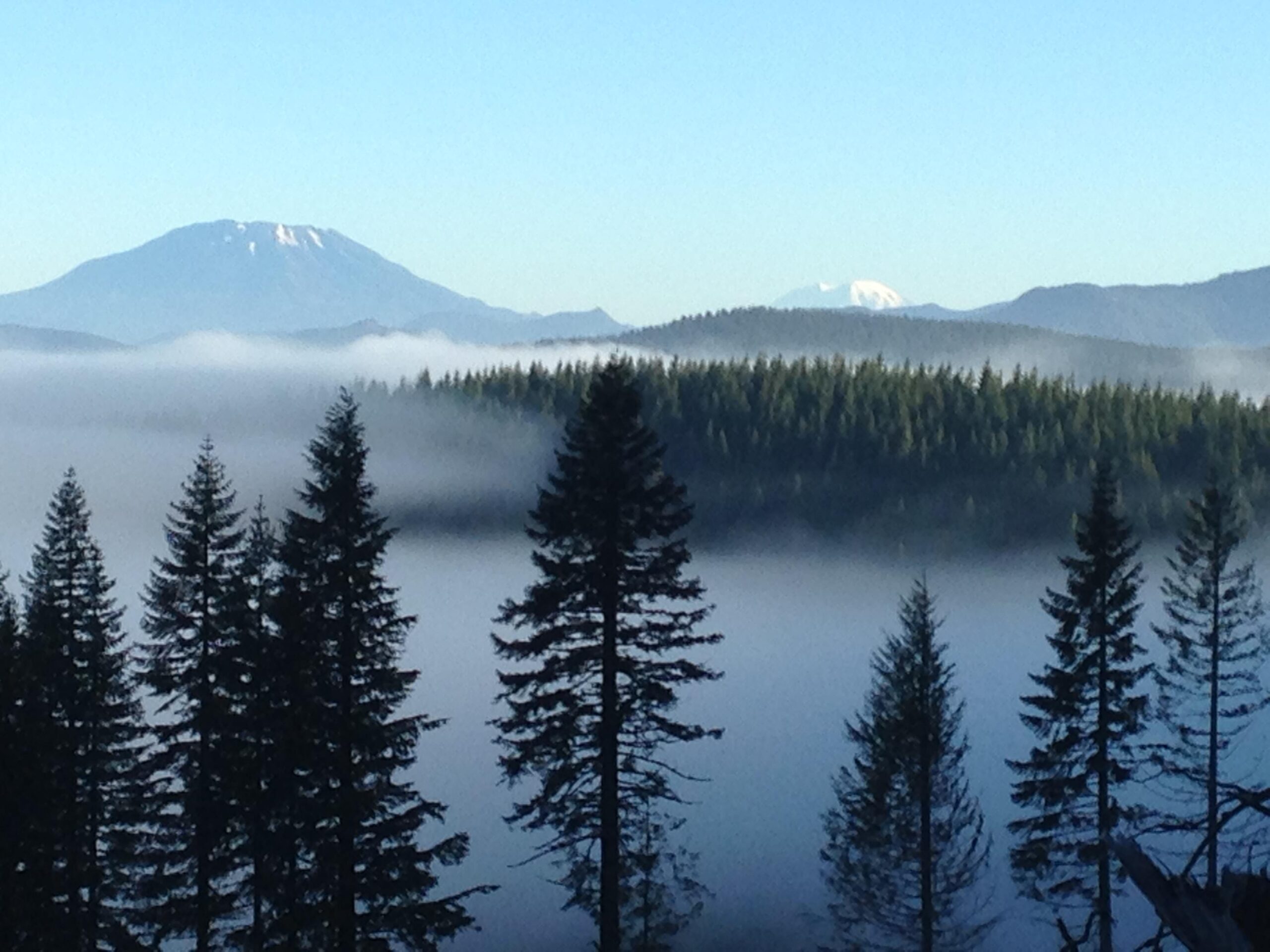 A serene landscape featuring tall evergreen trees in the foreground, with a blanket of fog covering the lower hills. In the background, two snow-capped mountains rise against a clear blue sky. The scene captures the tranquility of nature, with mist swirling around the trees and mountains, creating a beautiful, atmospheric view. Cold Creek mountain bike trail.