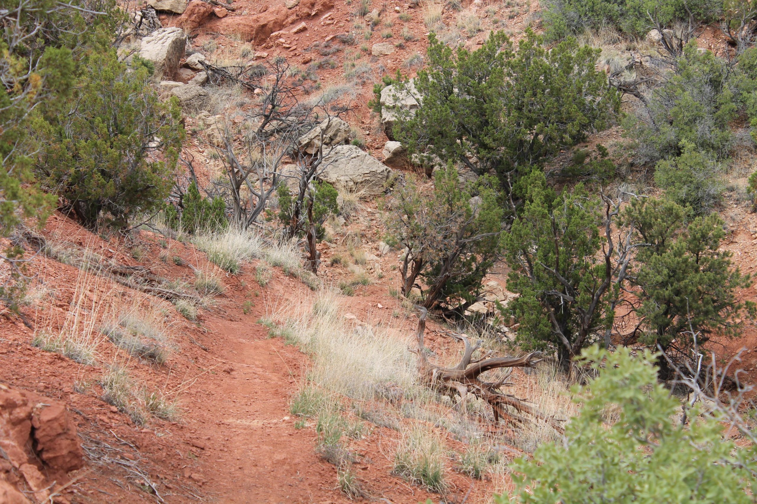 A winding dirt path through a rocky hillside, surrounded by patches of green juniper trees and dry grasses, set against a backdrop of red earth and scattered rocks. Golden Open Space mountain bike trail.