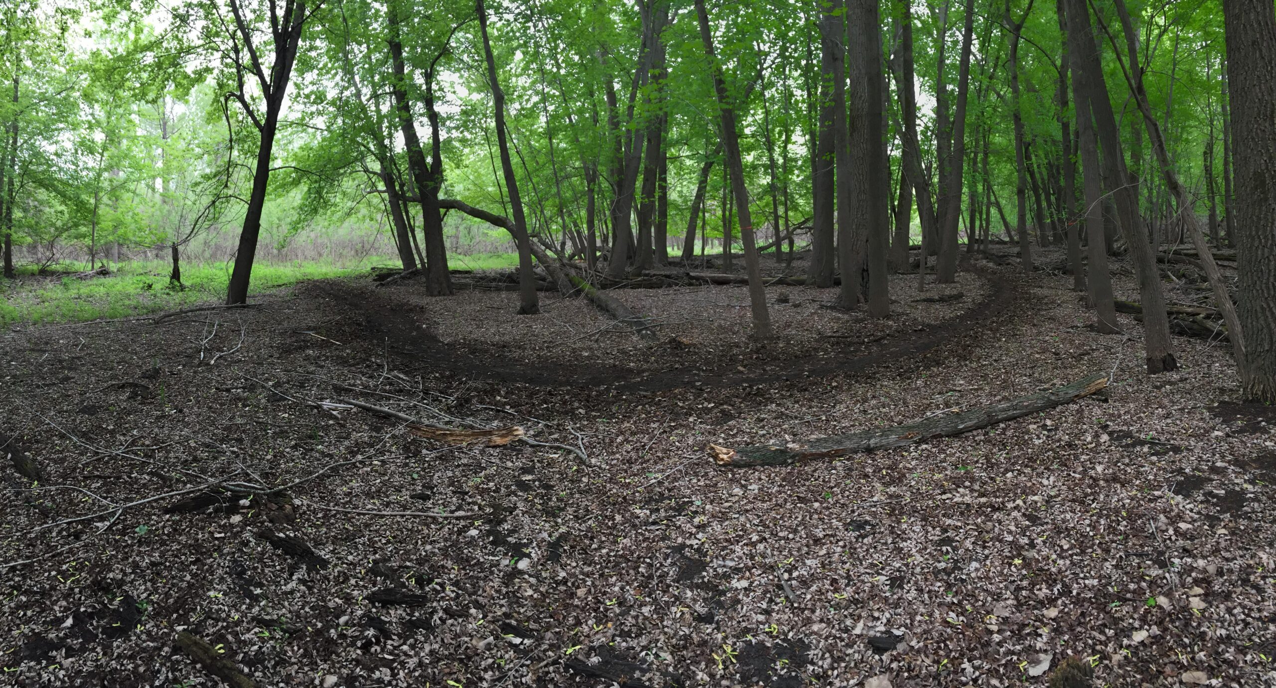 A panoramic view of a serene forest, featuring a canopy of vibrant green leaves overhead. The ground is covered with a layer of brown leaves and scattered twigs, while trees with textured bark create a natural frame. Sunlight filters gently through the foliage, illuminating a winding path that leads deeper into the tranquil woods. Trail C mountain bike trail.