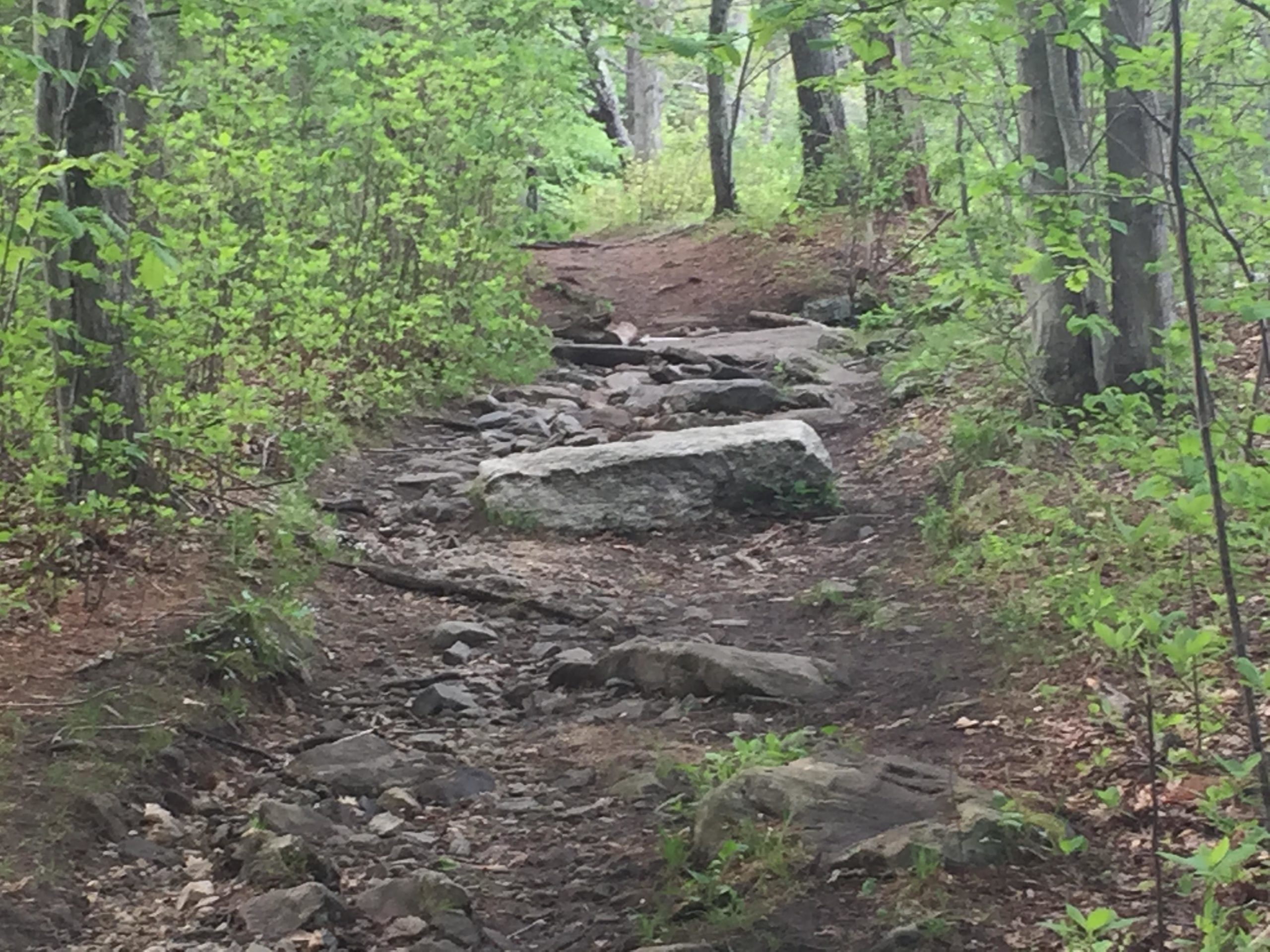 A rocky dirt path winding through a lush green forest, surrounded by young trees and shrubs. The trail is uneven, with scattered stones and roots visible, leading deeper into the woods. Gay City State Park mountain bike trail.
