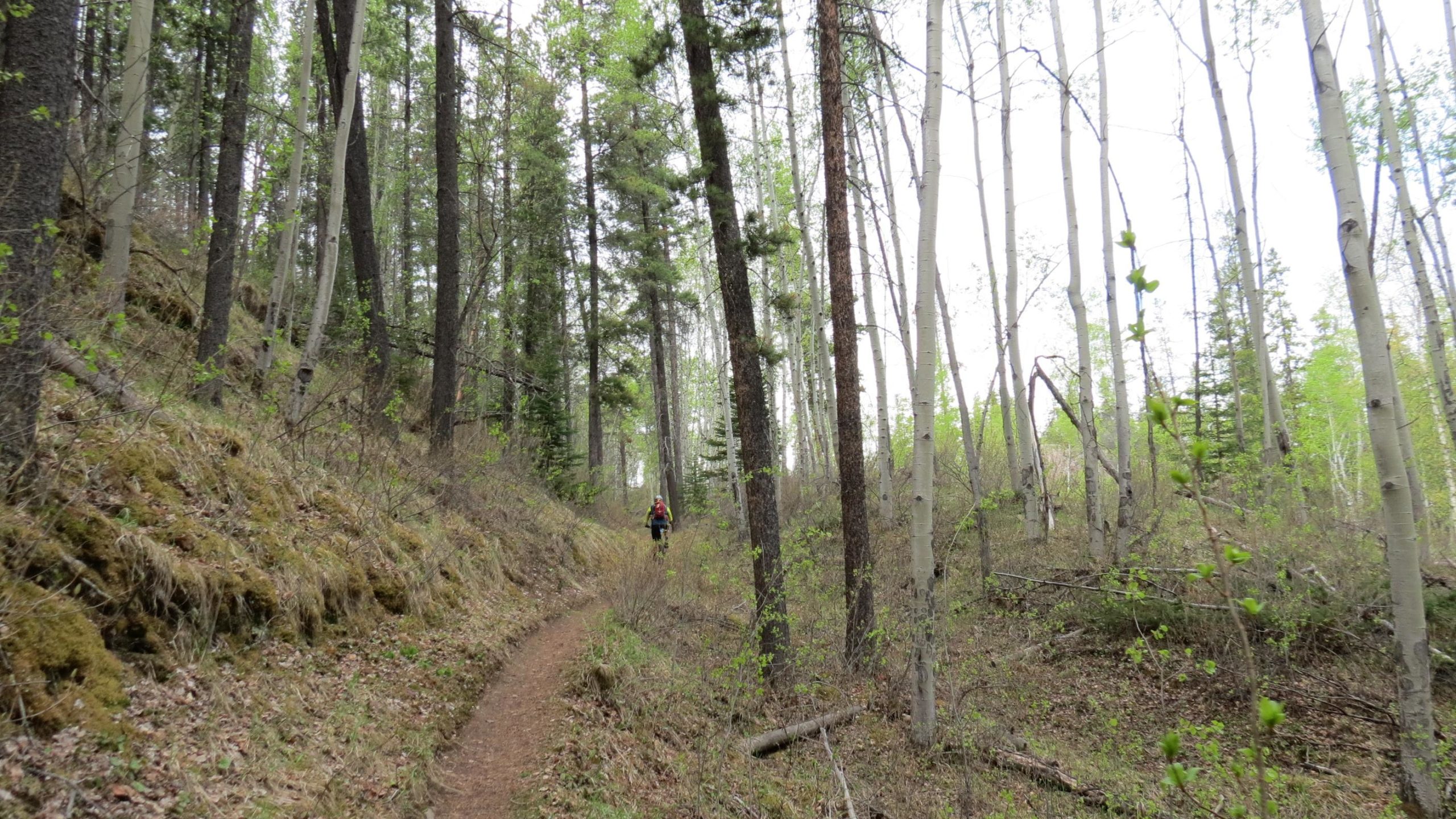 A winding dirt path through a forest, flanked by tall, slender trees with green leaves and light-colored trunks. A person in the distance walks along the trail, surrounded by lush greenery and undergrowth. The atmosphere is calm and serene, with cloudy skies overhead. 12 to 5 to 5 / Valley of the Five Lakes and Wabasso Lake mountain bike trail.