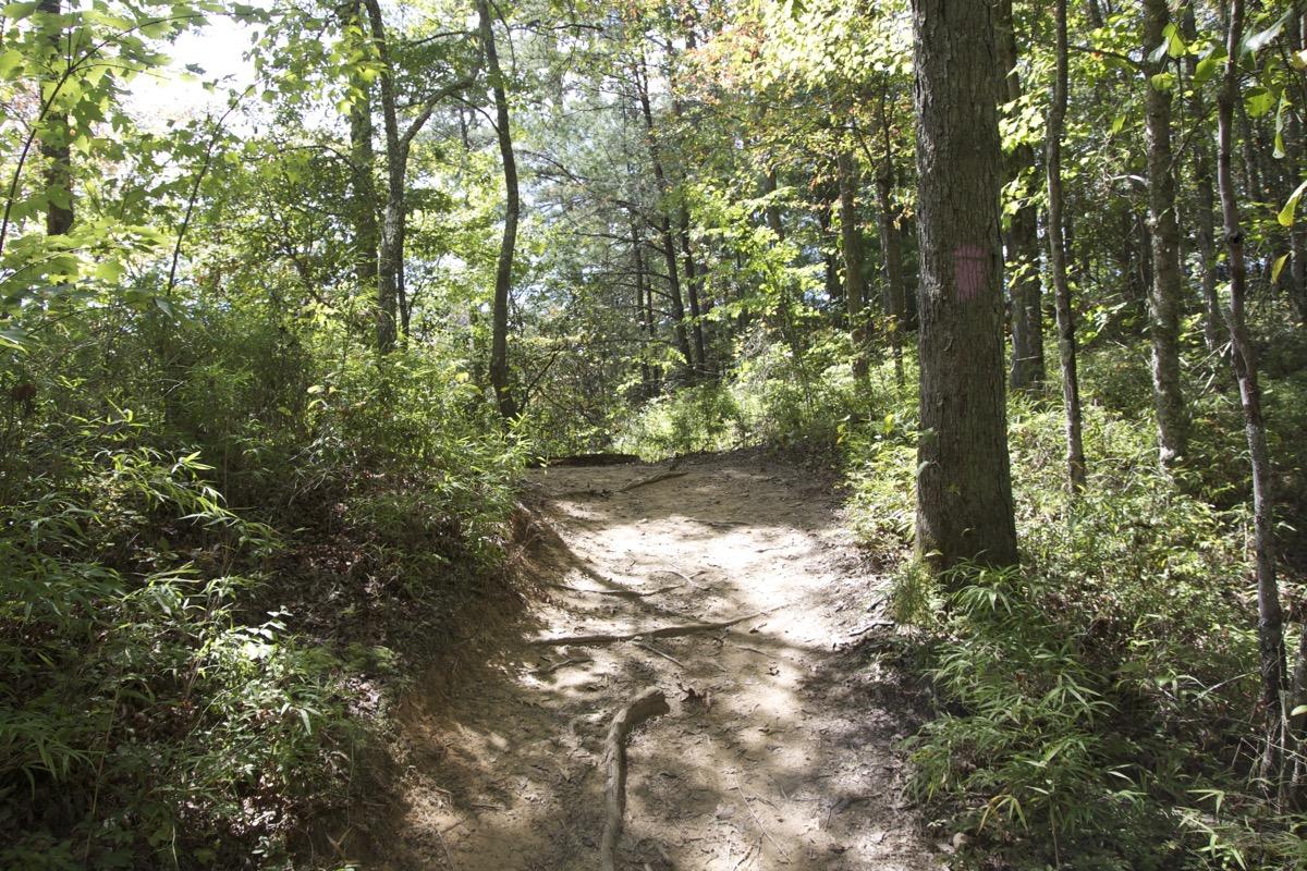 A narrow, winding dirt path extends through a verdant forest, surrounded by lush greenery and tall trees. Sunlight filters through the leaves, creating dappled shadows on the ground, while a few fallen branches and roots are visible along the trail. Brush Creek mountain bike trail.