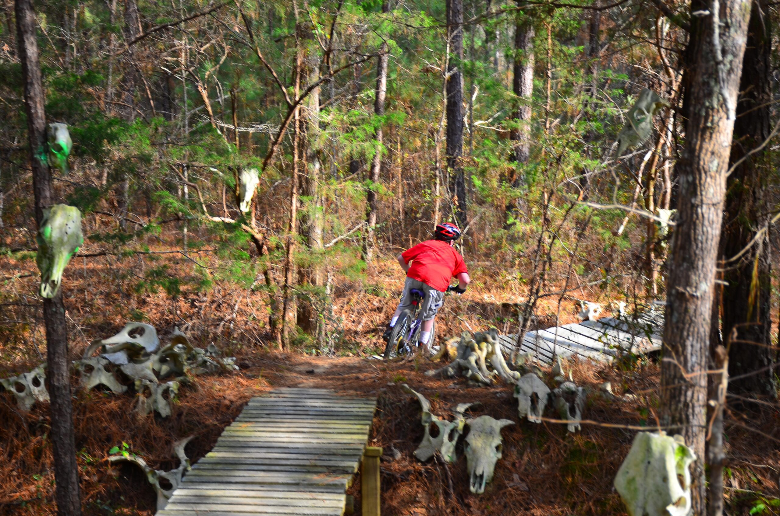 A person wearing a red shirt and helmet rides a mountain bike along a wooden bridge in a dense forest. Scattered around the path are various animal skulls, creating an eerie atmosphere among the trees and foliage. Mt. Zion Bike Trails mountain bike trail.