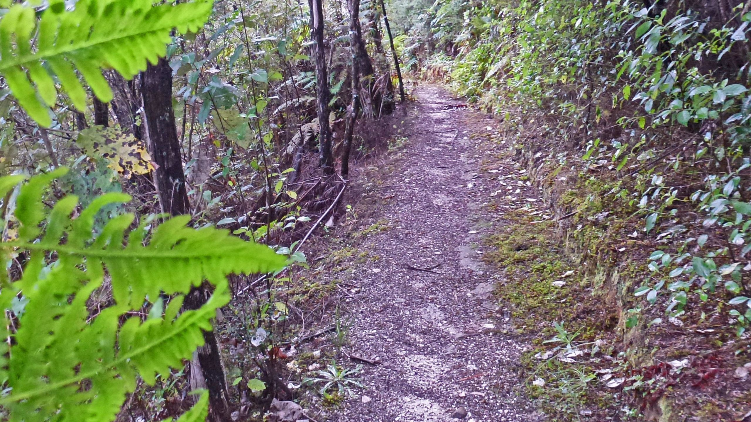A narrow dirt path winding through a dense forest, flanked by lush green ferns and various foliage. The path is surrounded by trees and the ground is covered with small stones and patches of moss. Whitianga Bike Park mountain bike trail.