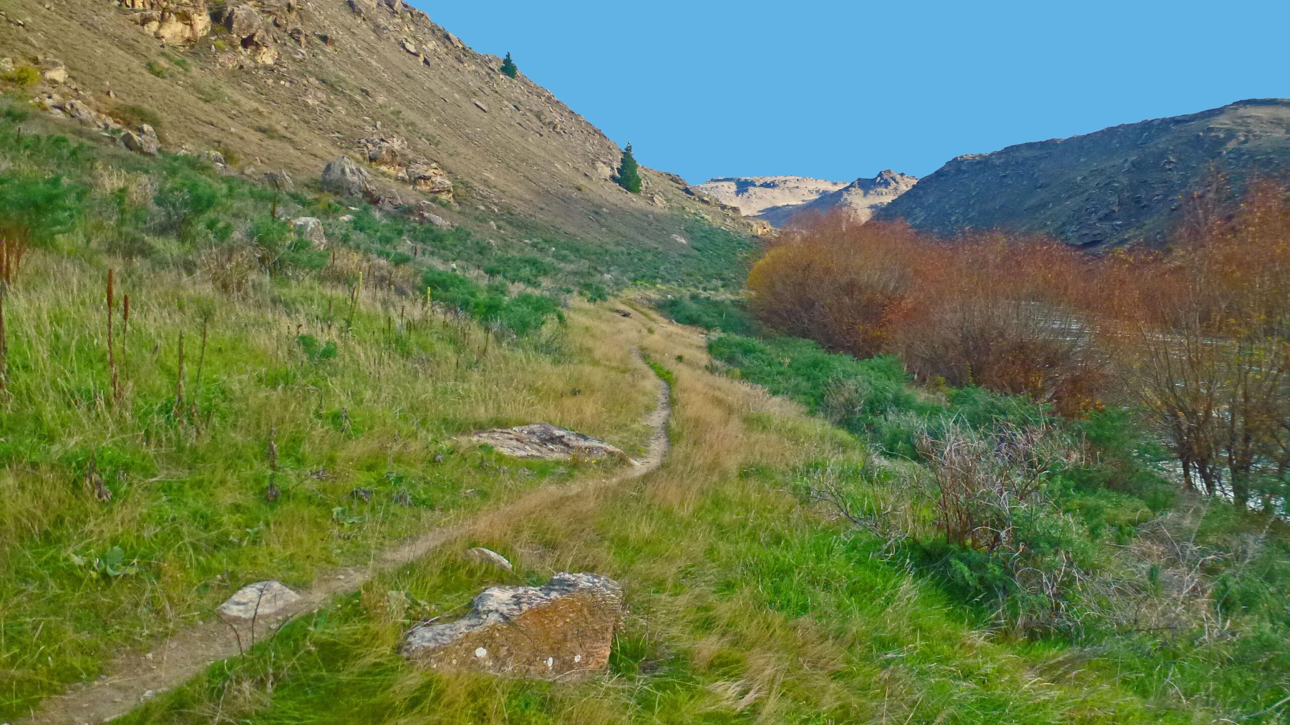A winding dirt path leading through a grassy valley bordered by rocks and shrubs, with colorful autumn trees on one side and hills in the background under a clear blue sky. Lake Roxburgh Walkway mountain bike trail.