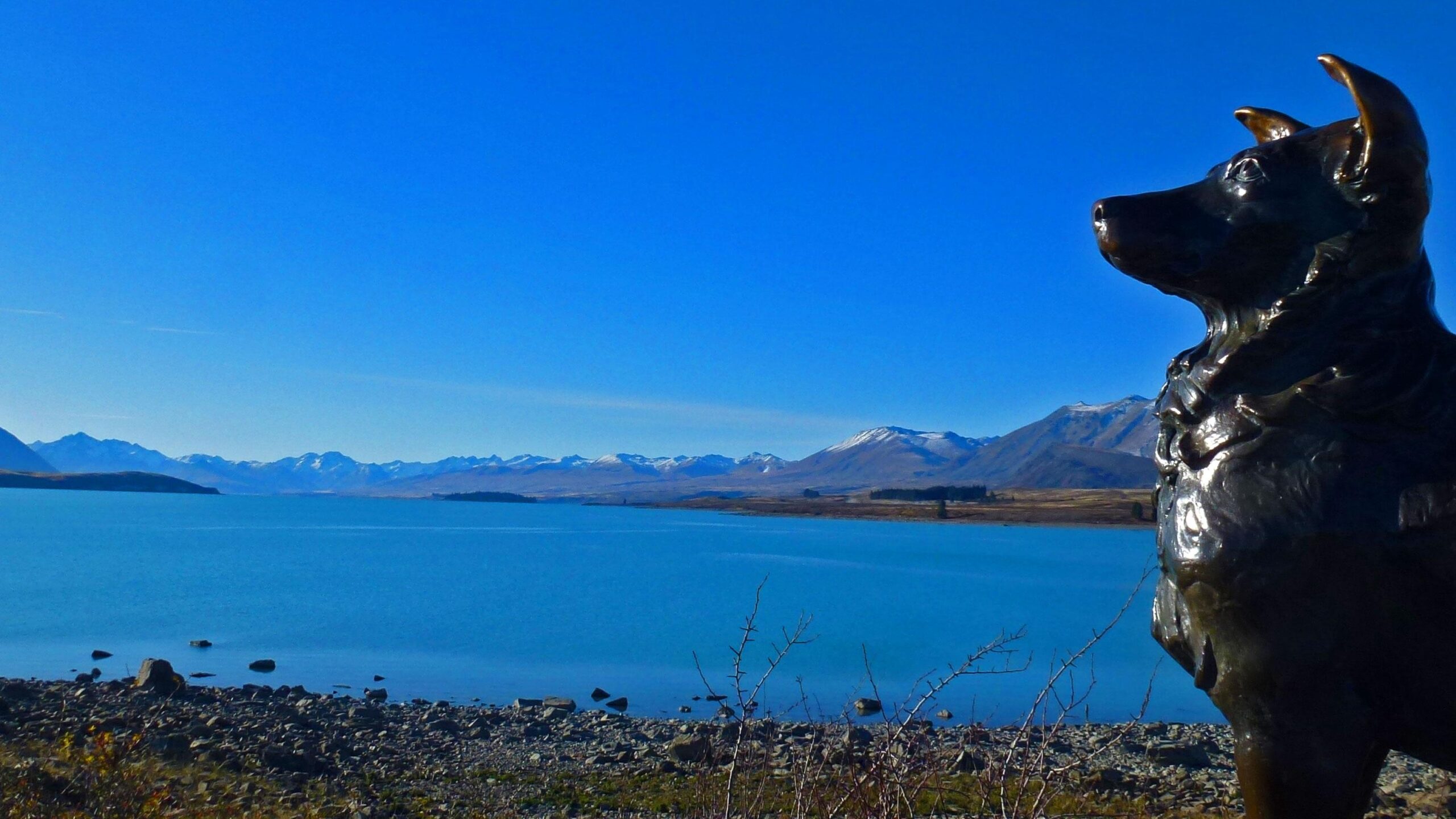 A bronze statue of a dog standing on a rocky shoreline, overlooking a turquoise lake with snow-capped mountains in the background. The sky is clear and blue, creating a serene and picturesque landscape. Tekapo Circuit mountain bike trail.