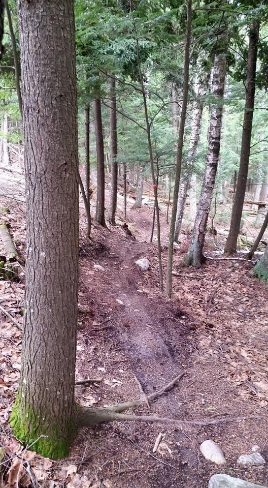 Narrow dirt path winding through a dense forest, surrounded by tall trees and scattered rocks. Leaf litter covers the ground, creating a natural, earthy ambiance. Soft light filters through the foliage, highlighting the tranquility of the wooded area. Raven Trails mountain bike trail.