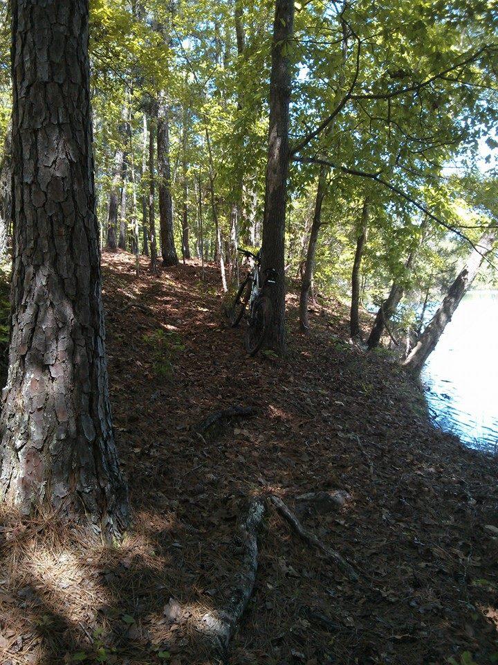 A peaceful forest scene featuring a bicycle leaning against a tree on a dirt path near a calm body of water. Sunlight filters through the leaves, casting dappled shadows on the ground covered with fallen pine needles. Greenway mountain bike trail.