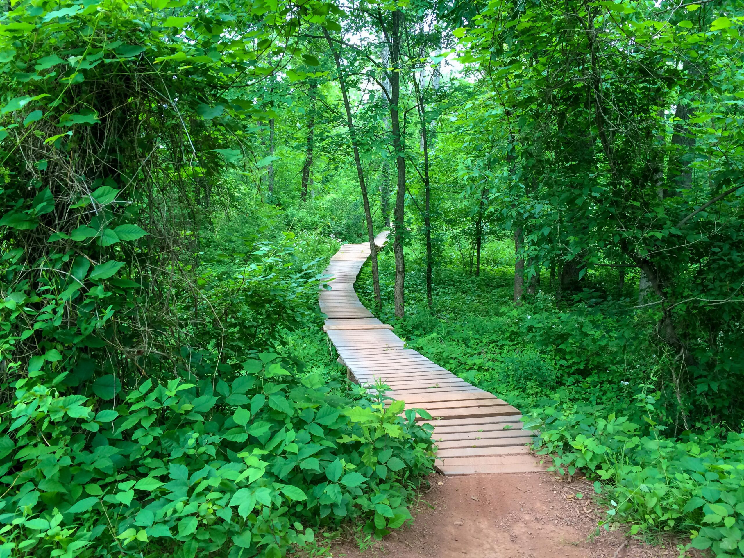 A winding wooden pathway surrounded by lush green foliage and trees, leading through a dense area of forest vegetation. Six Mile Run mountain bike trail.