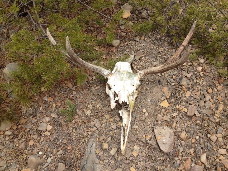 A deer skull with antlers lying on rocky ground, surrounded by sparse vegetation, including small green plants and dry grass. The 8200 mountain bike trail.