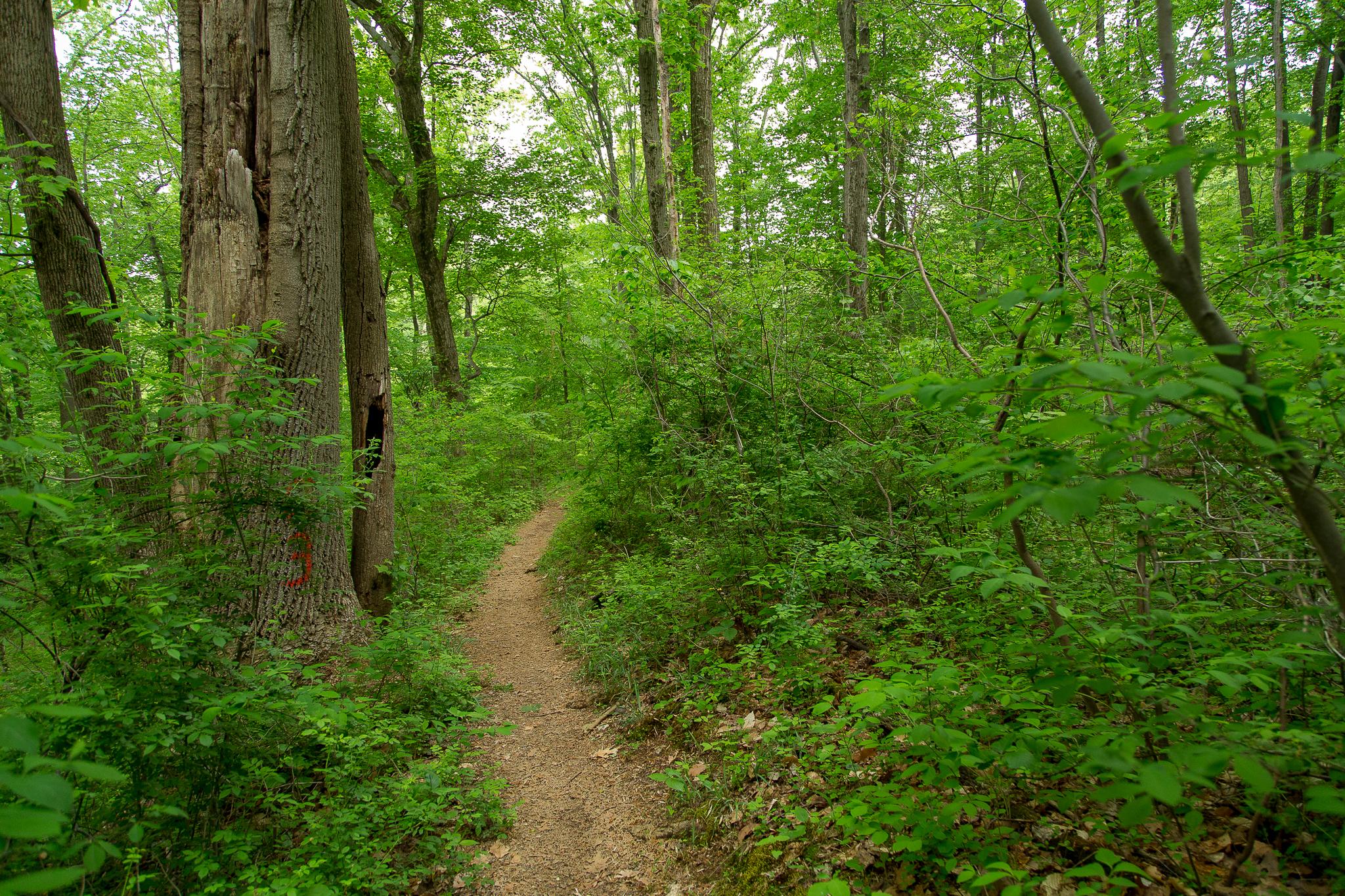 A winding dirt path through a lush green forest, flanked by tall trees and dense foliage. The scene is vibrant with various shades of green, showcasing leaves and shrubs, and is illuminated by soft, natural light filtering through the treetops. Thompson Park: Red Trail Loop mountain bike trail.