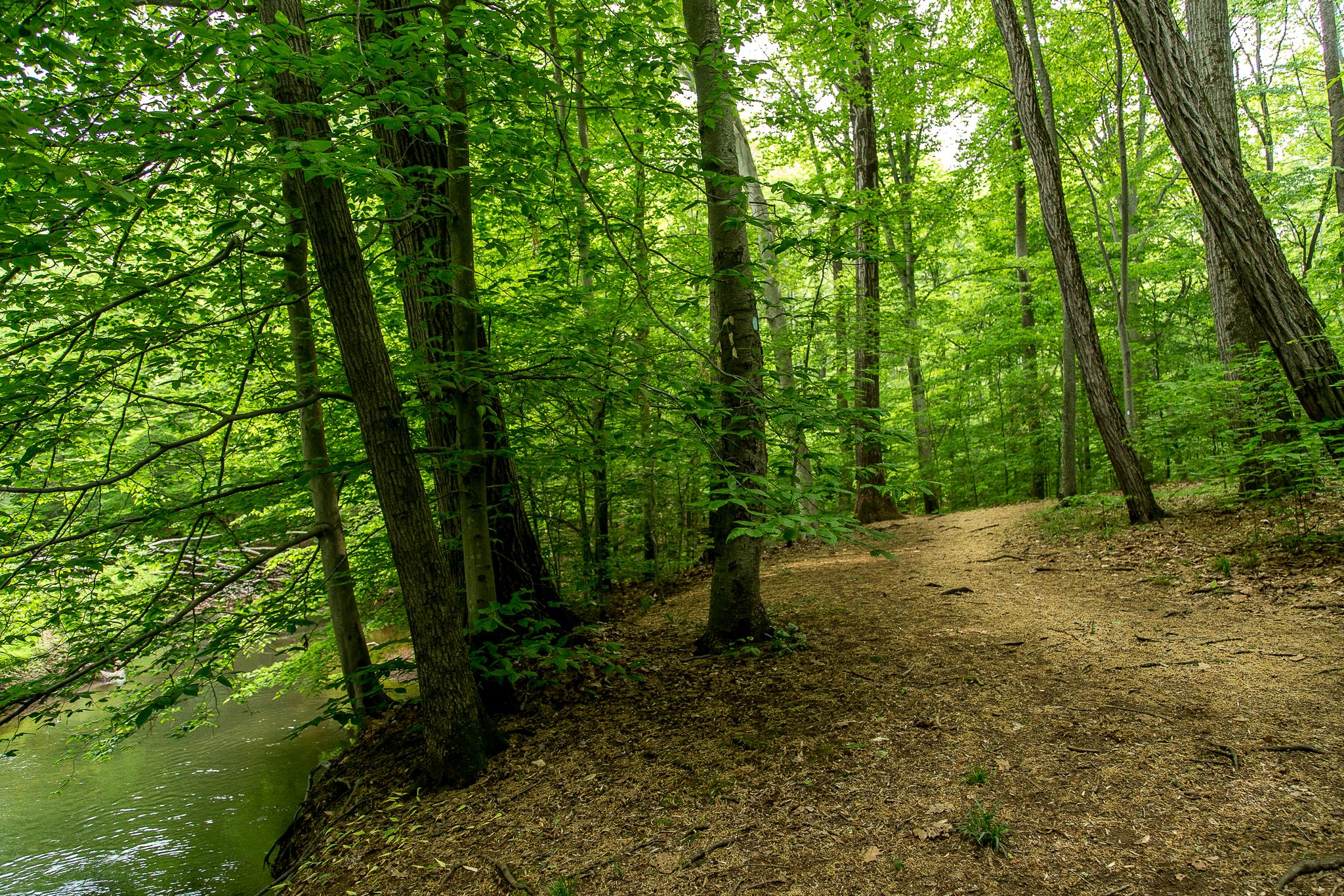 A serene woodland scene featuring a shaded pathway winding through lush green trees. A calm body of water is visible beside the path, with sunlight filtering through the leaves, creating a tranquil atmosphere. The ground is covered with fallen leaves and forest debris, enhancing the natural setting. Thompson Park: Red Trail Loop mountain bike trail.