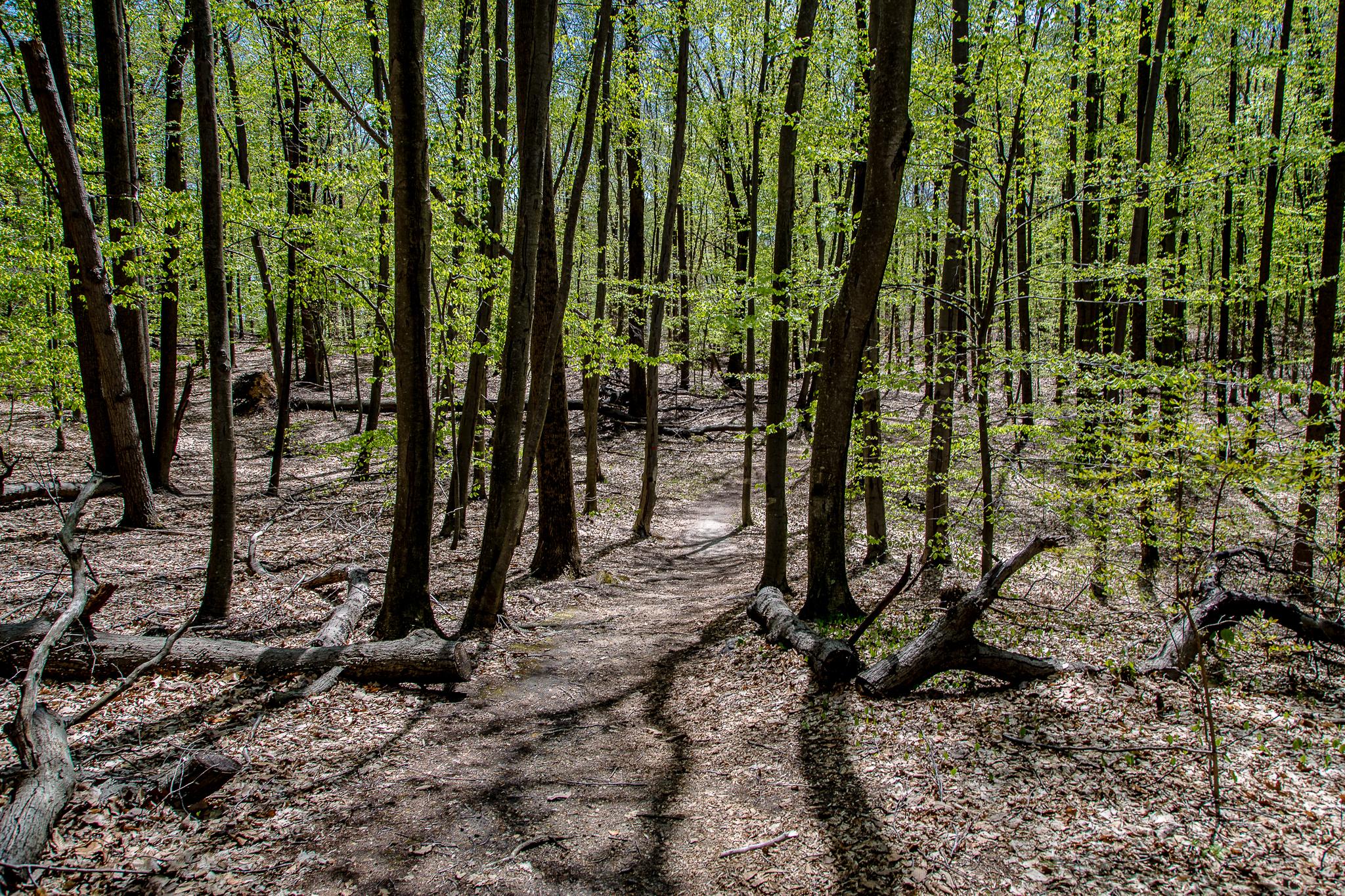 A wooded path winding through a forest, surrounded by tall trees with bright green leaves, and sunlit patches on the ground. Fallen logs and leaf litter are visible along the trail, creating a serene natural setting. Thompson Park: Red Trail Loop mountain bike trail.