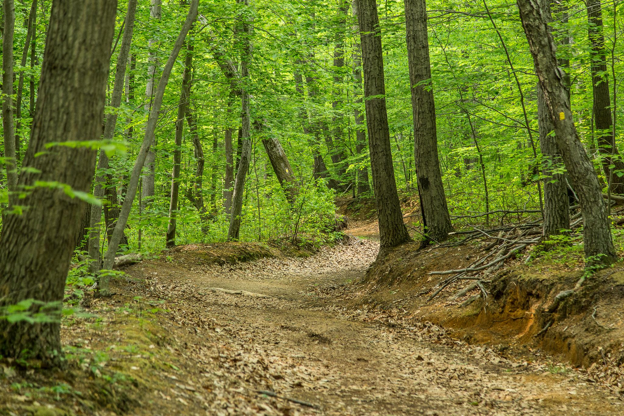 A winding dirt path through a lush green forest, surrounded by tall trees and dense foliage. The ground is covered with fallen leaves, and sunlight filters through the leaves, creating a serene and tranquil atmosphere. Thompson Park: Red Trail Loop mountain bike trail.