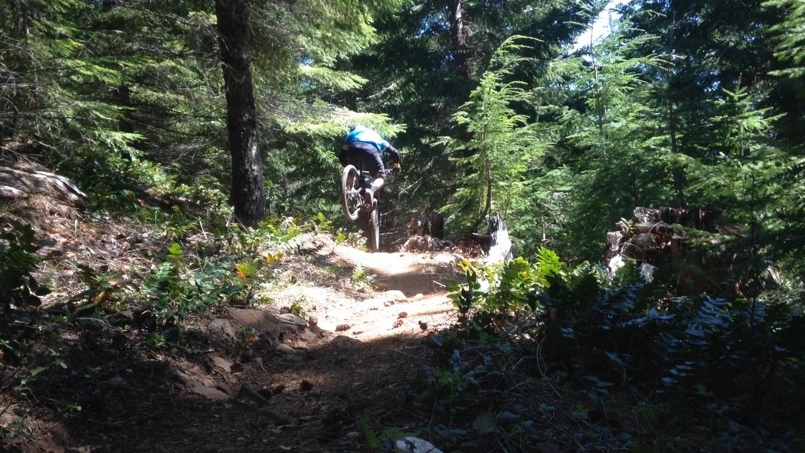 A mountain biker in a blue shirt performs a jump on a dirt trail surrounded by tall trees and lush greenery. Sunlight filters through the foliage, creating a bright and dynamic outdoor scene. Alpine Trail mountain bike trail.