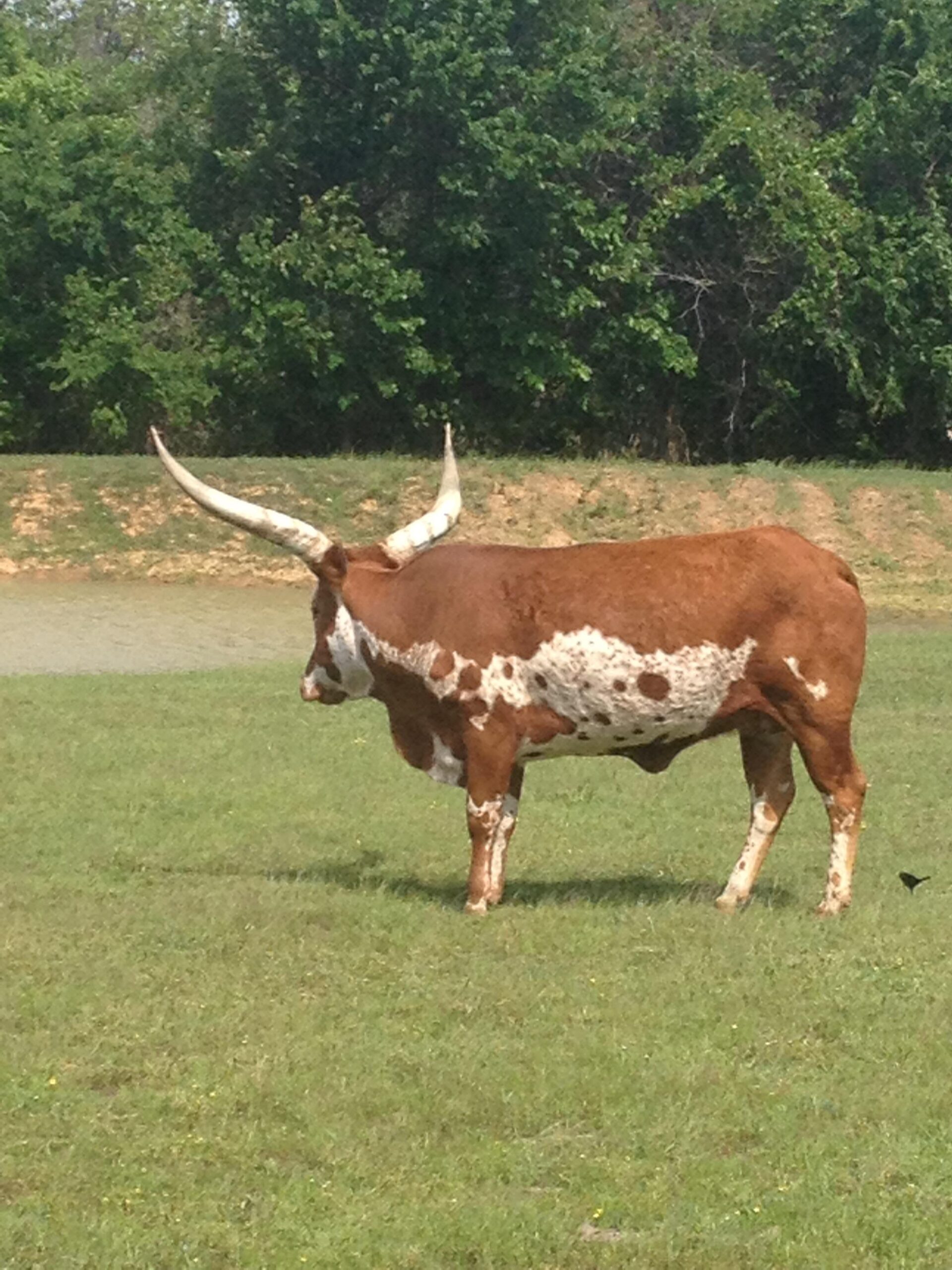 A brown and white speckled cow with long, curved horns standing in a grassy field, with a background of trees and a small body of water visible in the scene. Riverpark Trail mountain bike trail.