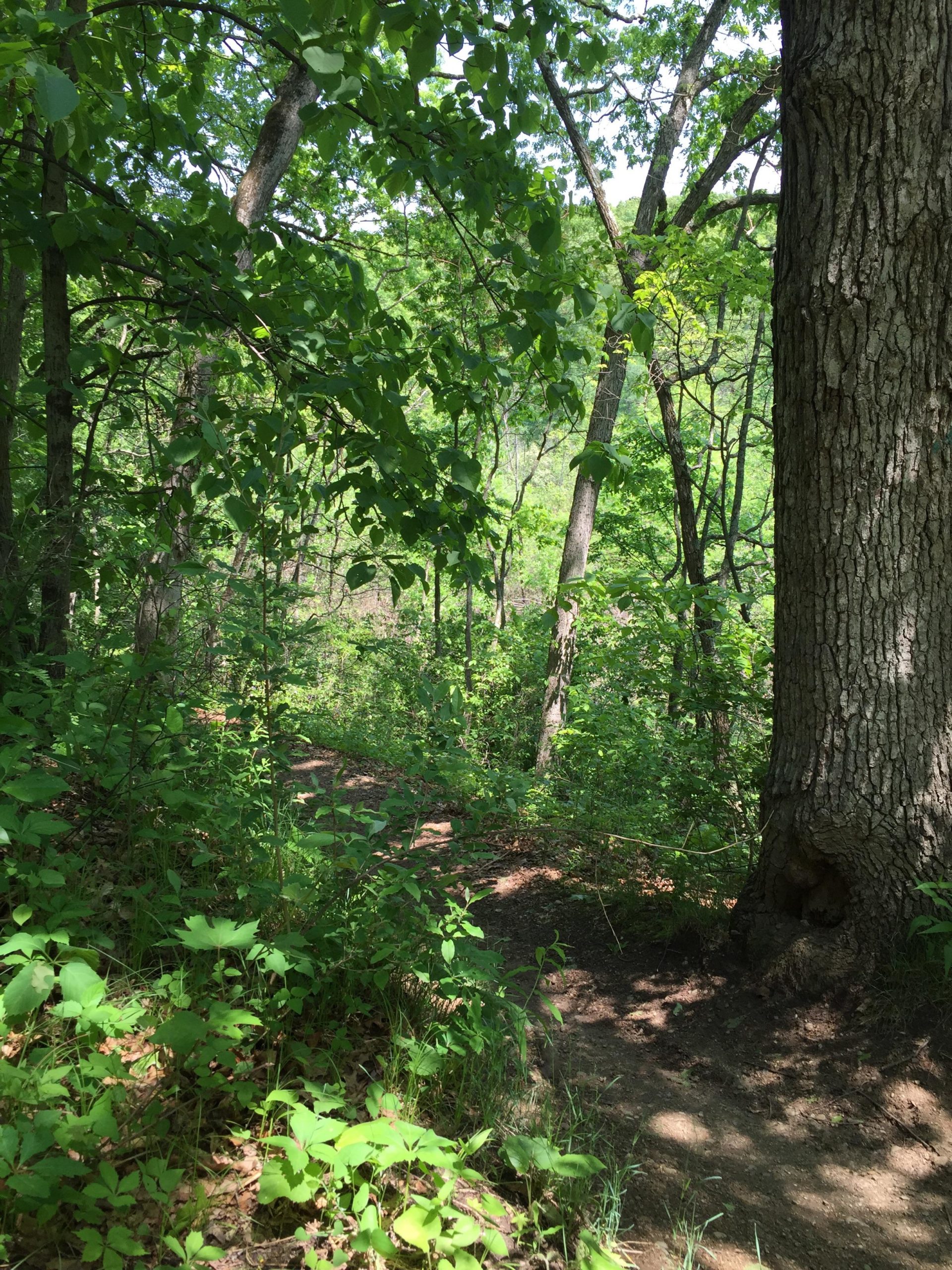 A lush green forest scene featuring a pathway winding through dense foliage, with tall trees providing dappled sunlight. Leafy branches hang above, and various plants and underbrush line the trail. Island Lake mountain bike trail.