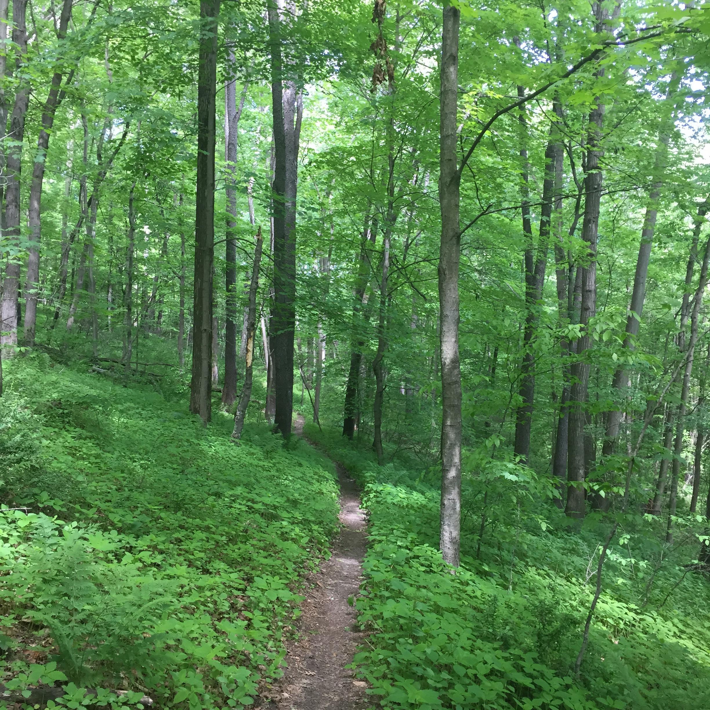 A narrow dirt path winds through a lush, green forest filled with tall trees and vibrant foliage, illuminated by soft, natural light filtering through the leaves. Brady's Run County Park mountain bike trail.