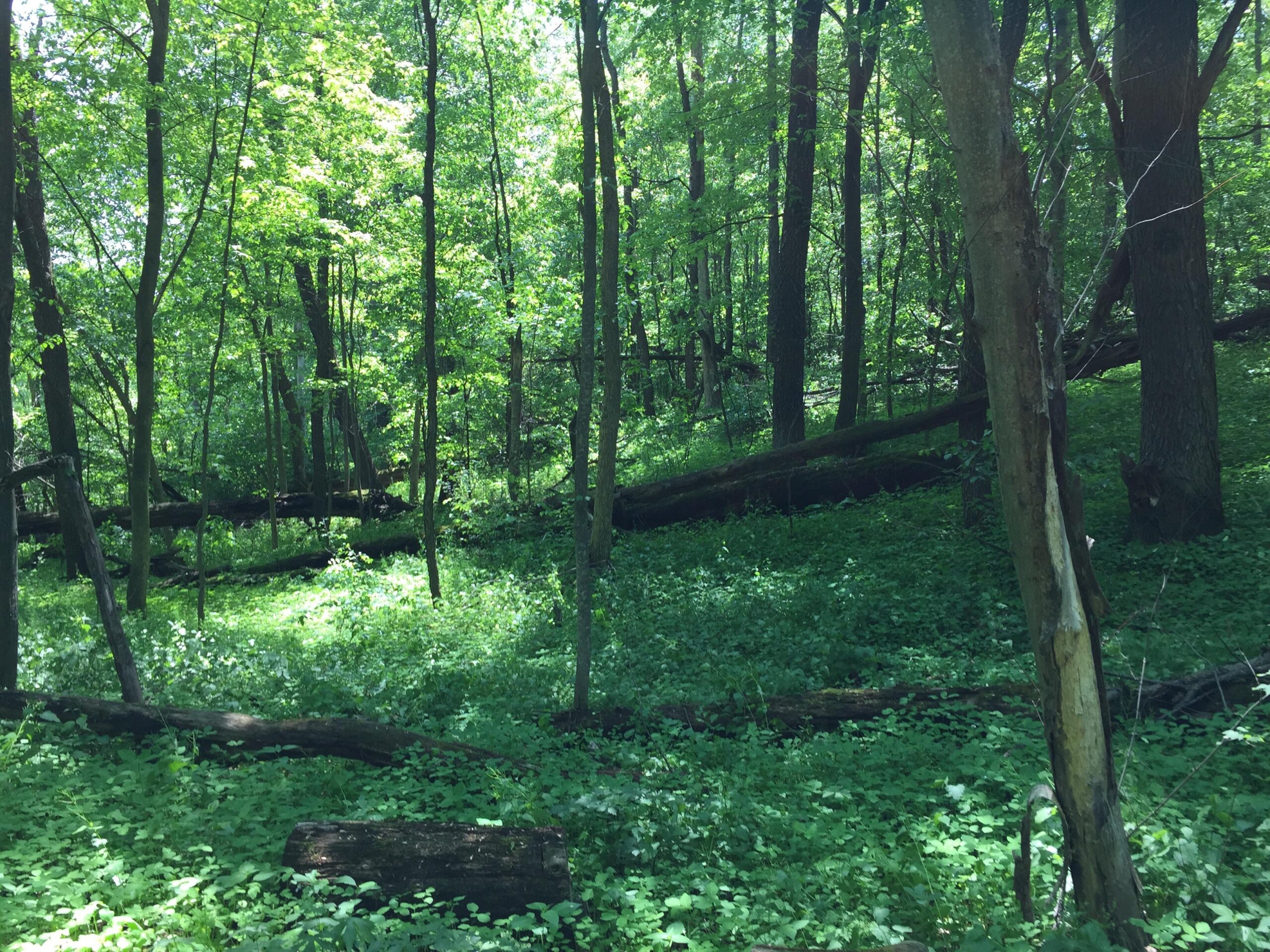 A sunlit forest scene featuring tall, green trees with dense foliage. The ground is covered in lush greenery, including various plants and fallen logs, creating a serene and natural environment. Some trees are leaning or fallen, contributing to the forest's rustic appearance. Island Lake mountain bike trail.