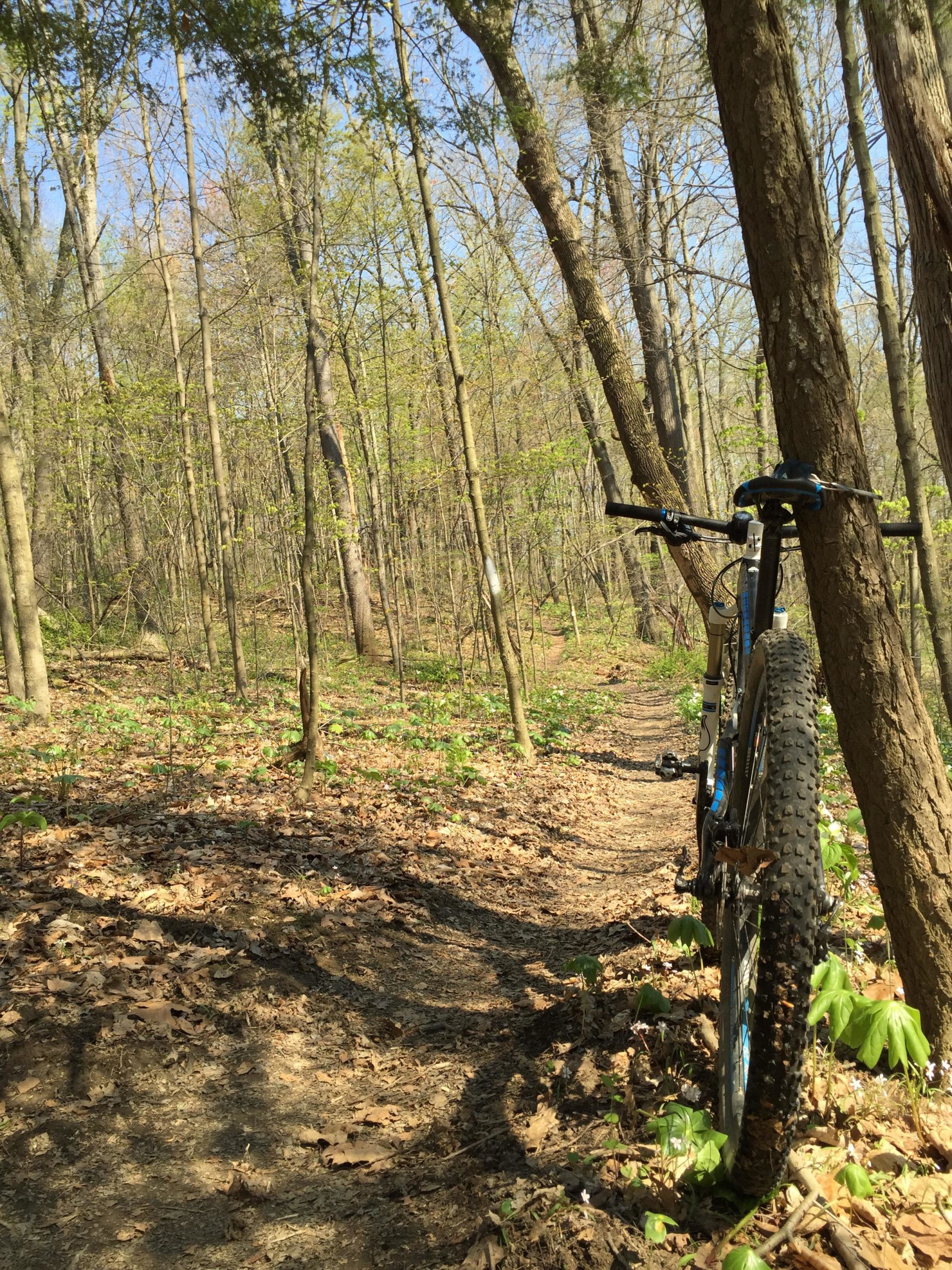A mountain bike leaning against a tree on a dirt path surrounded by a forest of tall, slender trees and leafy undergrowth. The scene captures a sunny day with clear blue skies, highlighting the vibrant greens of spring foliage and scattered brown leaves on the ground. Brady's Run County Park mountain bike trail.