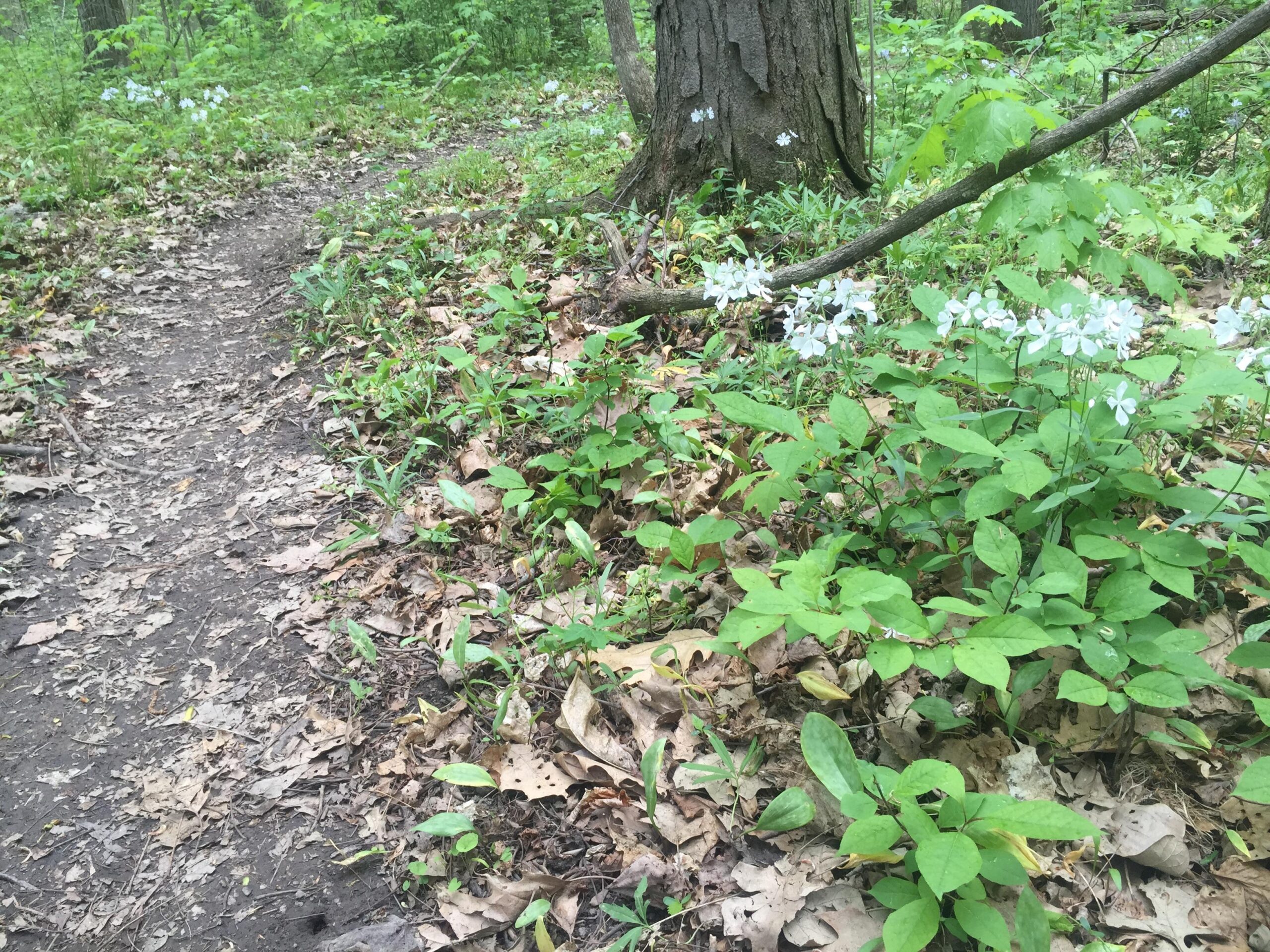 A winding dirt path through a green forest, bordered by lush foliage and clusters of white flowers. The ground is covered with brown and green leaves, creating a natural, serene environment. Van  Buren mountain bike trail.