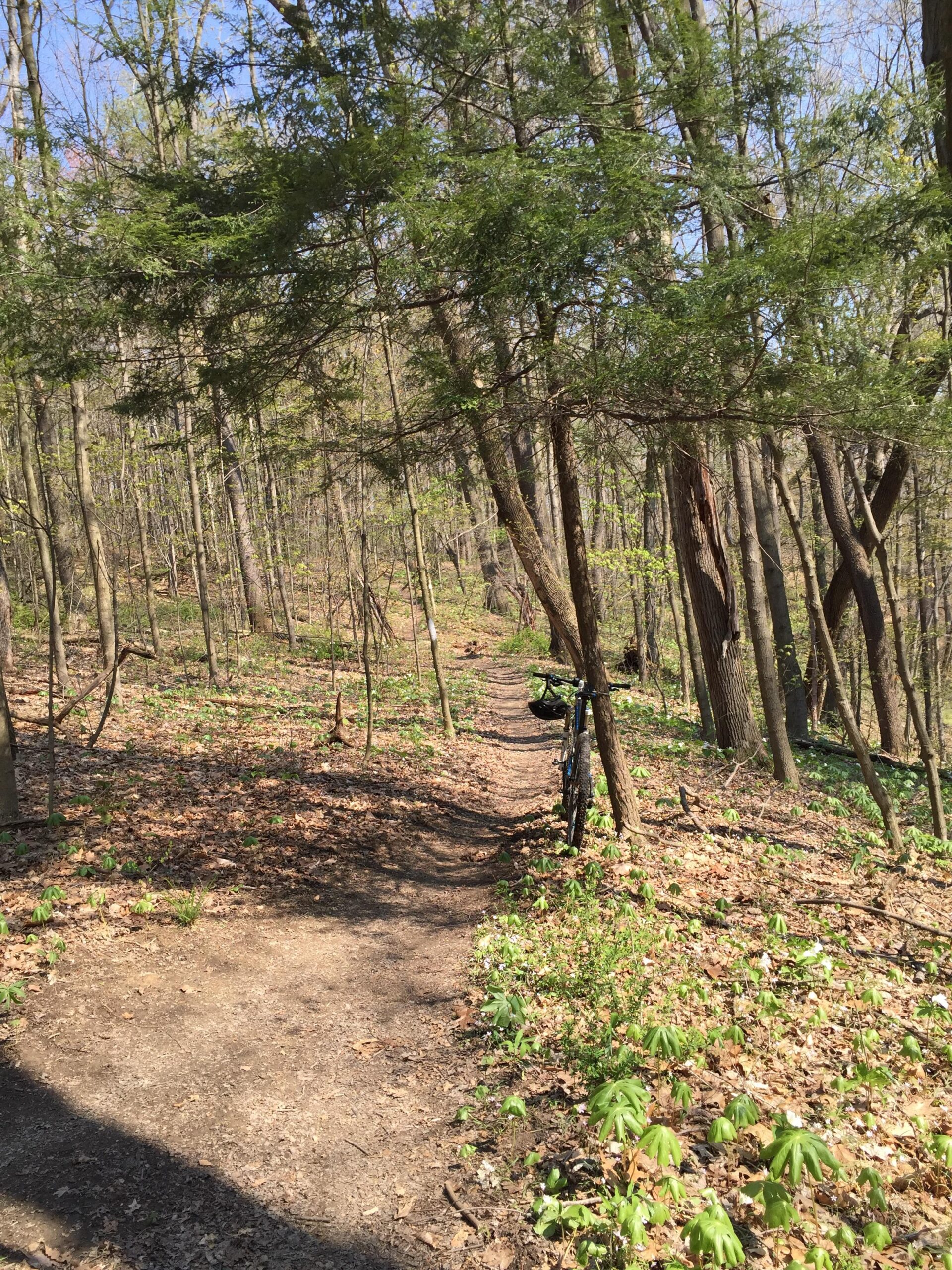 A narrow dirt path winding through a forested area, lined with trees and spring foliage. A bicycle is propped against a tree on the right side, surrounded by patches of green plants and scattered fallen leaves. Blue sky peeks through the branches above. Brady's Run County Park mountain bike trail.