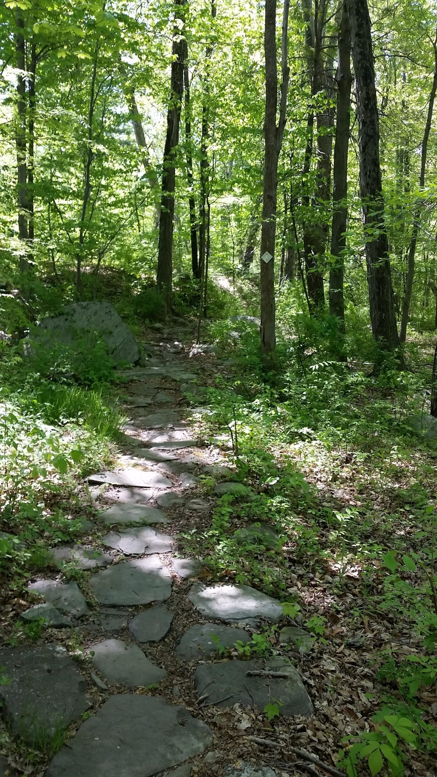 A narrow stone path winding through a vibrant green forest, surrounded by tall trees and lush undergrowth. Sunlight filters through the leaves, casting dappled shadows on the ground. There are patches of grass and small plants along the edges of the path, creating a serene natural setting. Long Pond Ironworks State Park mountain bike trail.