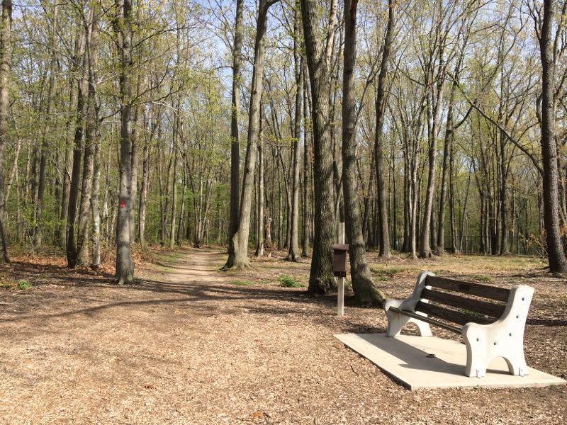 A walking path winding through a serene forest, bordered by tall trees with fresh green leaves. A wooden bench is positioned on a concrete slab to the side of the path, offering a resting spot for visitors. A small mailbox stands nearby, suggesting a welcoming area for hikers. The ground is covered with wood chips, creating a natural atmosphere. Thompson Park: Red Trail Loop mountain bike trail.