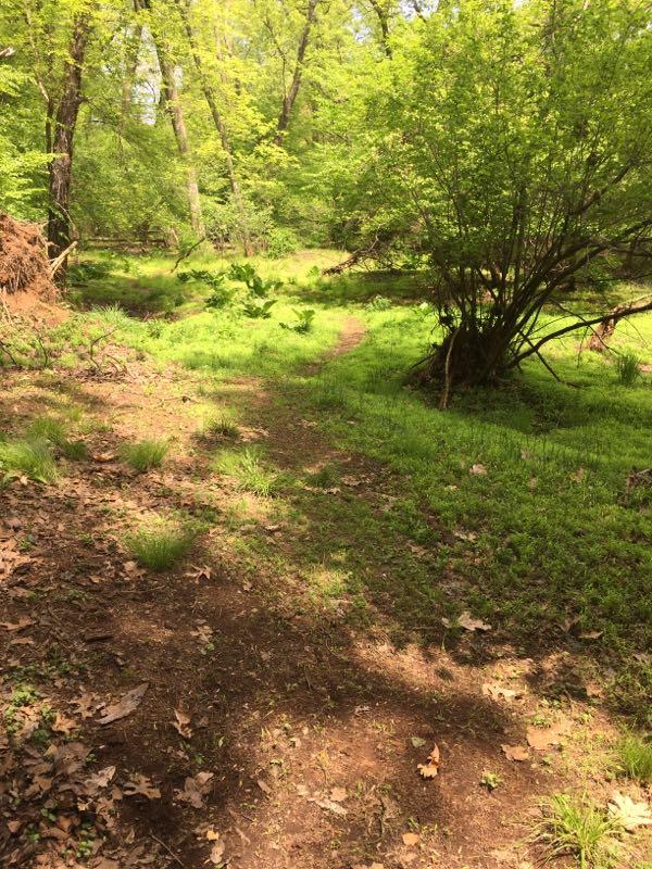 A serene forest scene featuring a winding dirt path surrounded by lush green foliage and vibrant leaves on trees. Soft sunlight filters through the canopy, illuminating patches of grassy ground and scattered fallen leaves, creating a tranquil natural environment. Allaire State Park mountain bike trail.