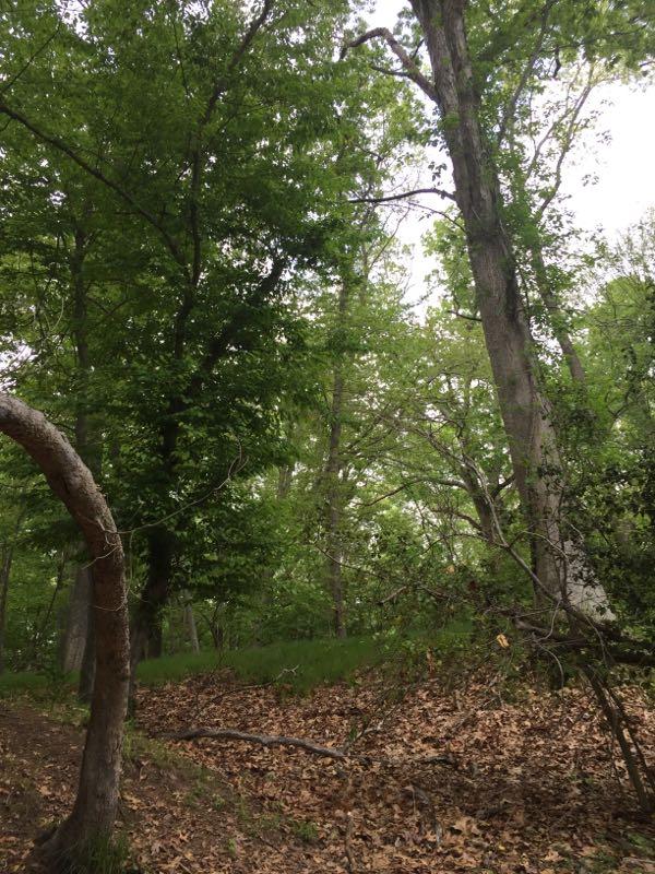 A wooded area featuring tall green trees, some with rough bark, surrounded by a carpet of brown leaves and greenery. The scene conveys a peaceful, natural environment. Allaire State Park mountain bike trail.