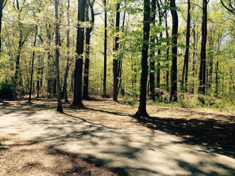 A peaceful forest scene with tall trees and fresh green leaves, casting shadows on a dirt path. Sunlight filters through the branches, illuminating the pathway that winds through the serene wooded area. Freedom Center mountain bike trail.