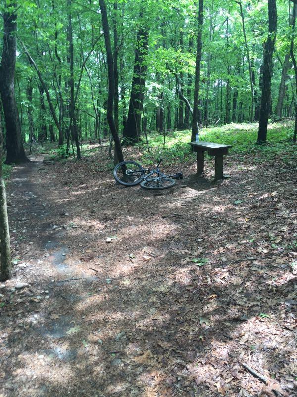A forested trail with a wooden bench and a mountain bike lying on the ground nearby, surrounded by lush green trees and dappled sunlight filtering through the leaves. Big Creek mountain bike trail.