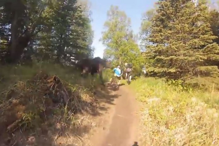 A group of mountain bikers riding along a dirt trail in a forested area, surrounded by trees and greenery on a sunny day.