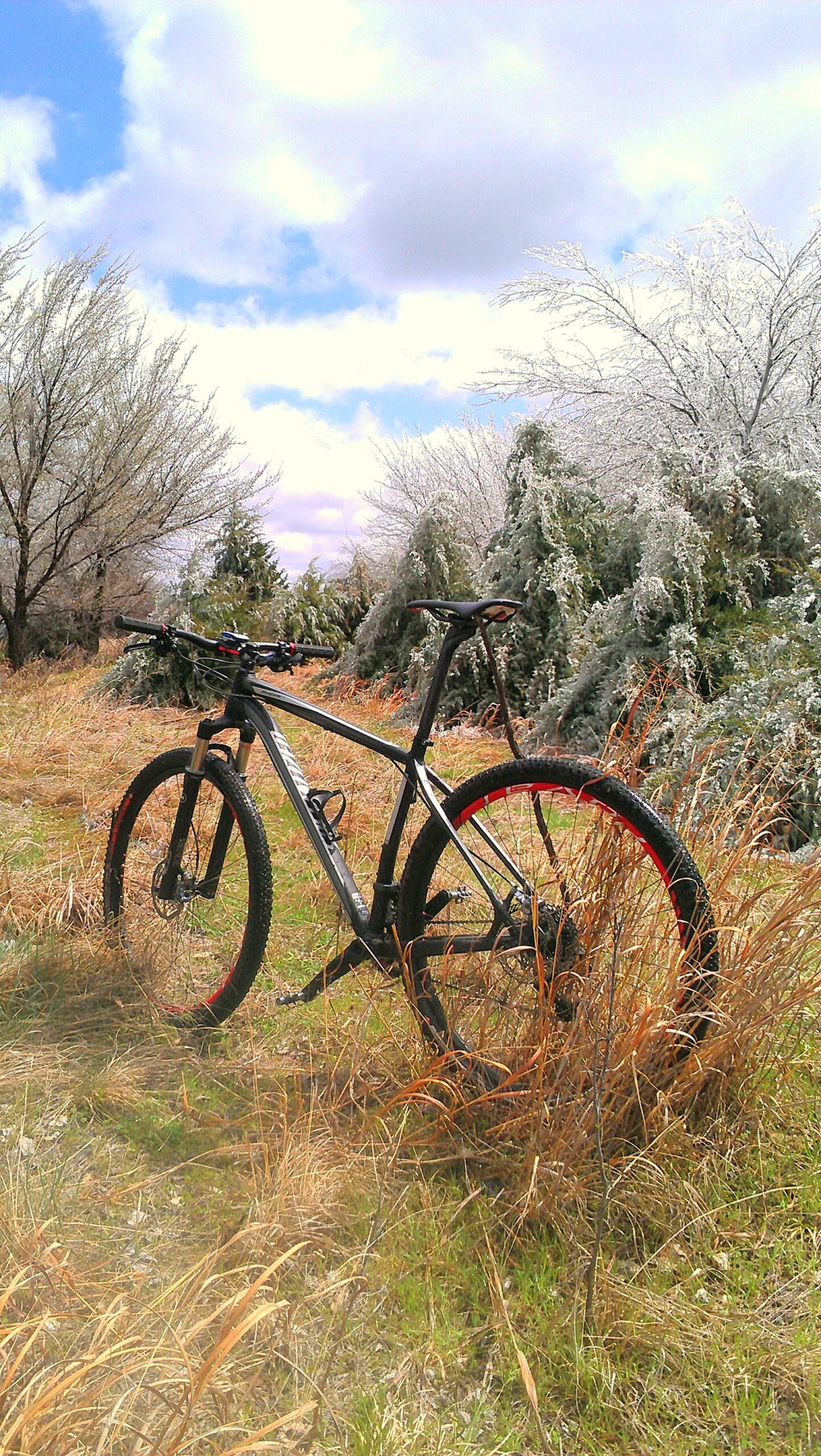Specialized Stumpjumper Comp 29er: A black mountain bike with red accents standing in a grassy area surrounded by dry grass and frosted trees under a partly cloudy sky.
