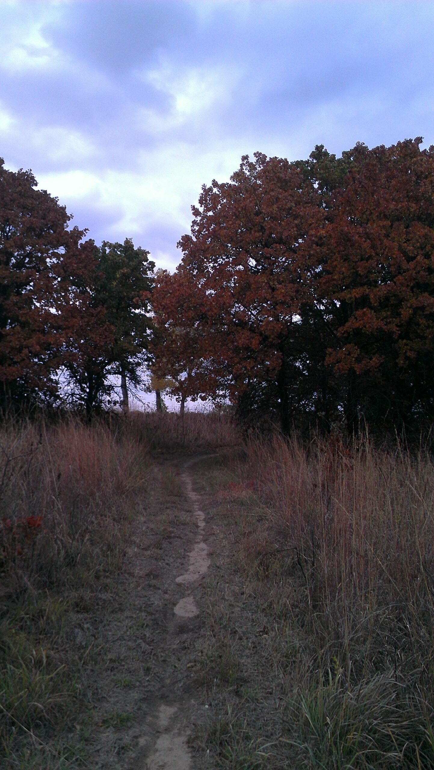 A narrow dirt path winds through a grassy area, flanked by tall grasses and trees with autumn foliage displaying shades of orange and red. The sky above is cloudy, creating a serene and tranquil atmosphere. Camp Horizon mountain bike trail.