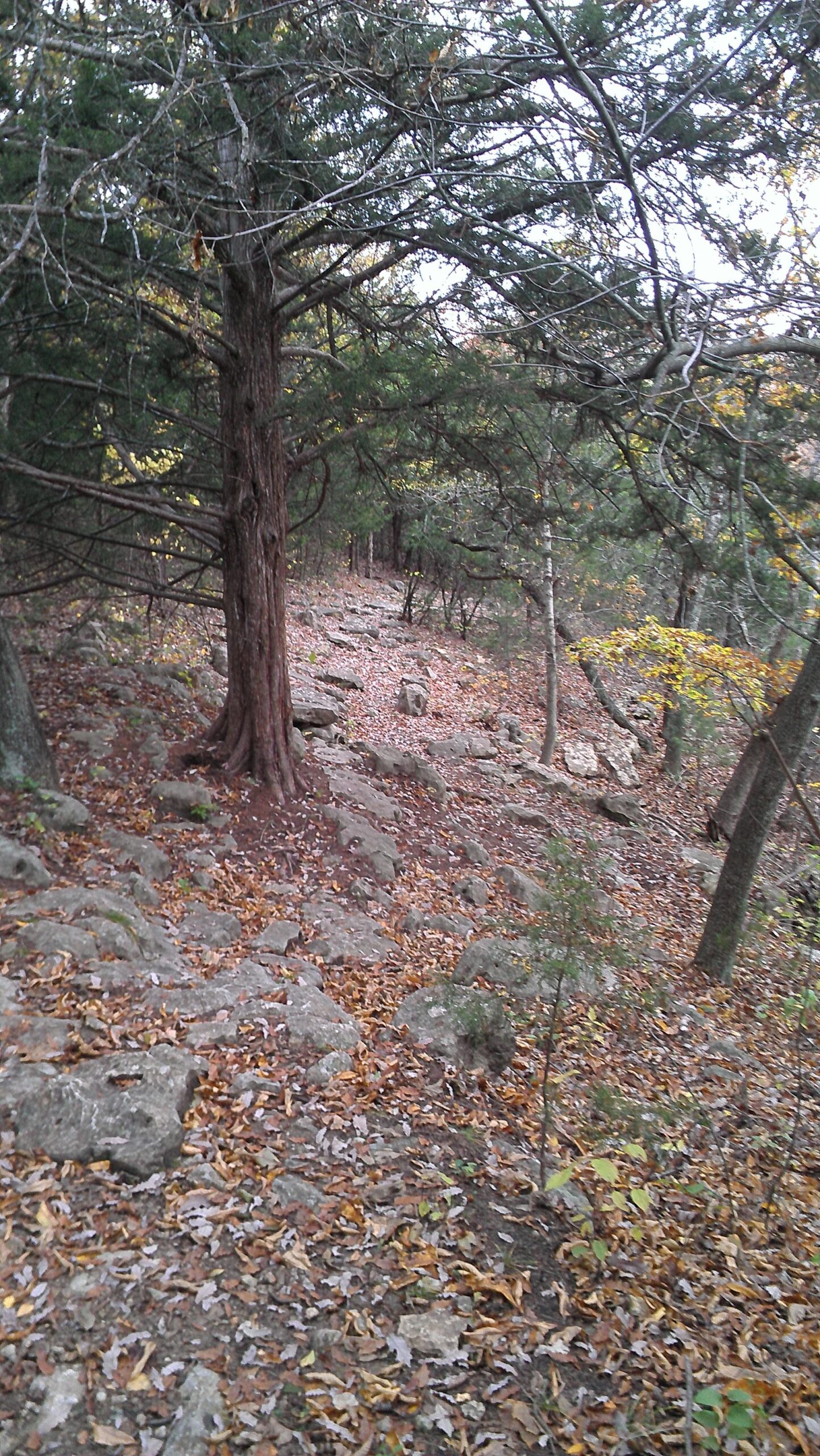 A rocky hiking trail winding through a wooded area, with scattered autumn leaves covering the ground. Sparse trees with rough bark and a mix of green and golden foliage line the path, creating a serene natural setting. Camp Horizon mountain bike trail.