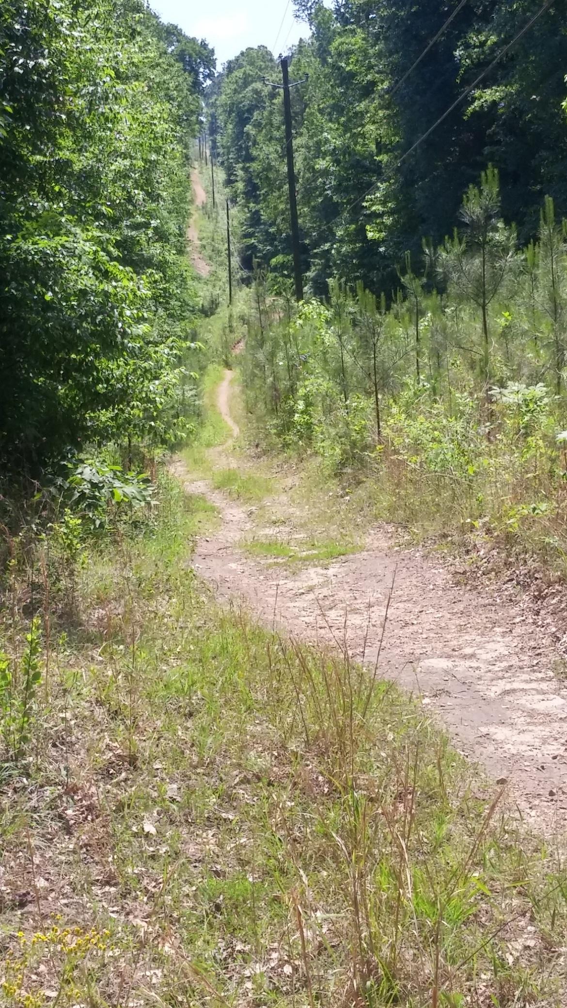 A narrow dirt path winding through a green forest. Tall trees line either side of the trail, with some power lines visible above. The scene is bright and sunny, showcasing a lush, natural environment. Swayback Bridge Trail mountain bike trail.