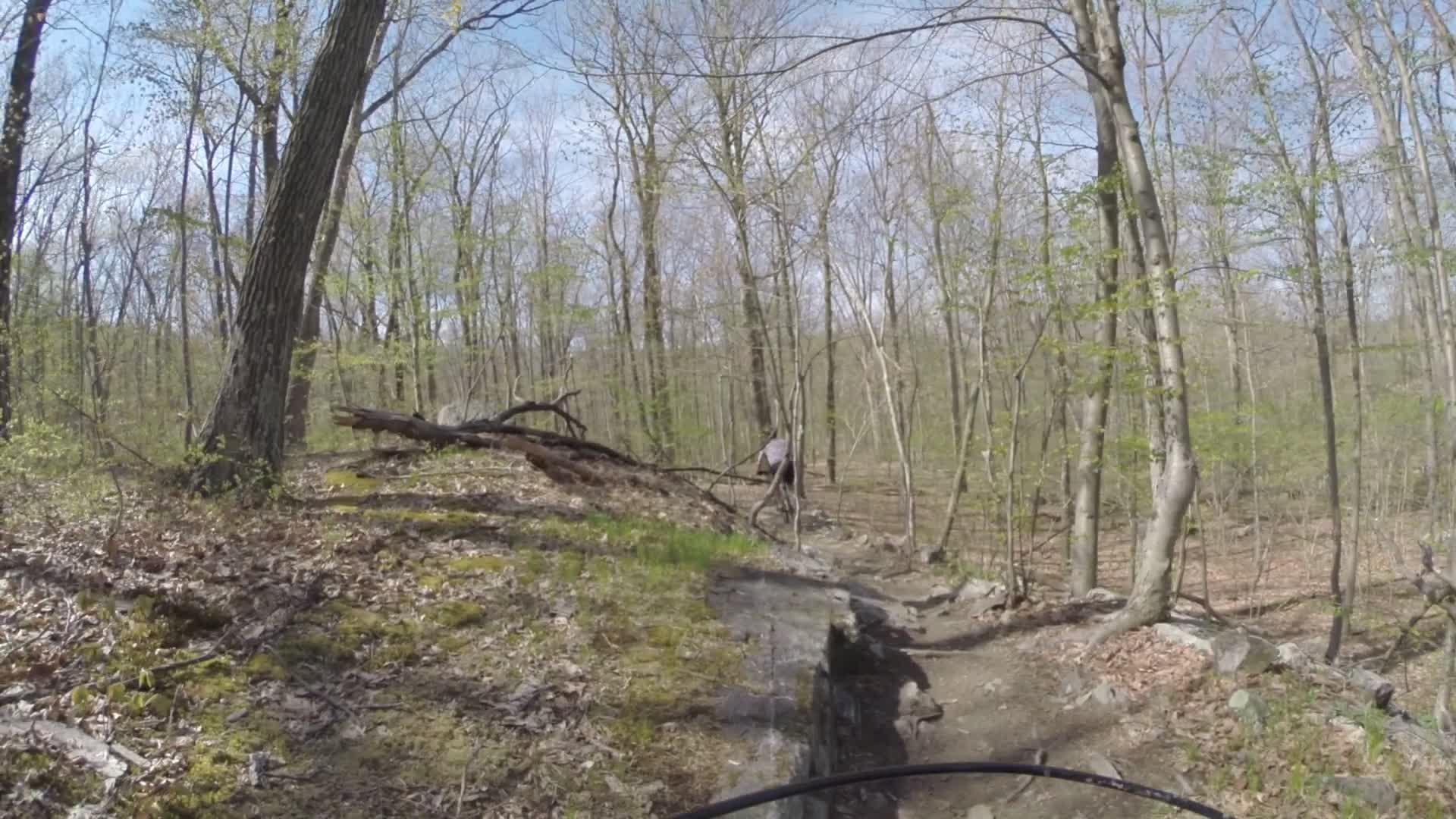 A wooded landscape featuring a rocky, uneven trail surrounded by tall trees. Sunlight filters through the leaves, illuminating the area with a soft glow. In the distance, a person is seen navigating the path, adding a sense of adventure to the serene nature scene. Ringwood Skylands Manor mountain bike trail.