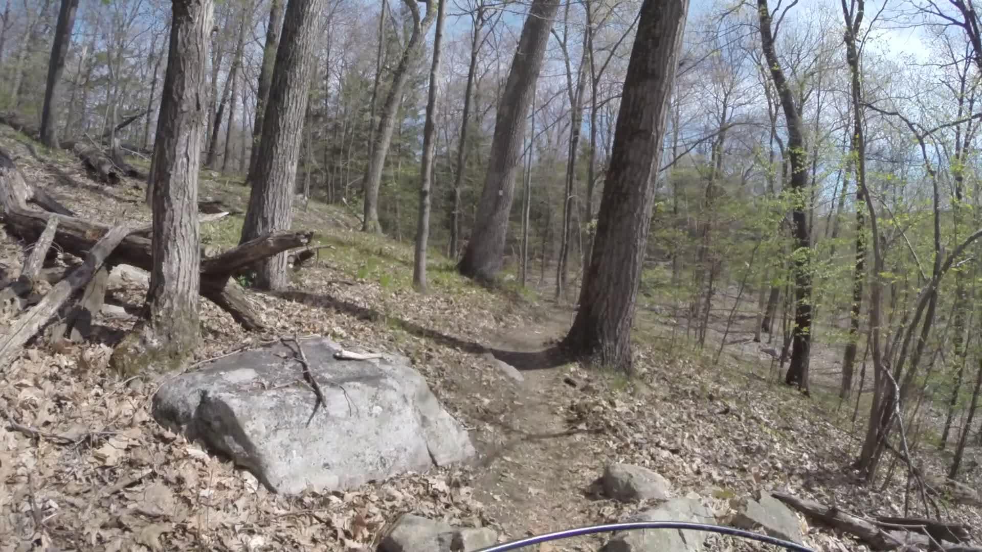 A narrow dirt trail winding through a forested area, surrounded by tall trees and scattered rocks. The ground is covered with fallen leaves, and small green plants are visible amidst the underbrush. Bright blue sky peeks through the branches, indicating a sunny day. Ringwood Skylands Manor mountain bike trail.