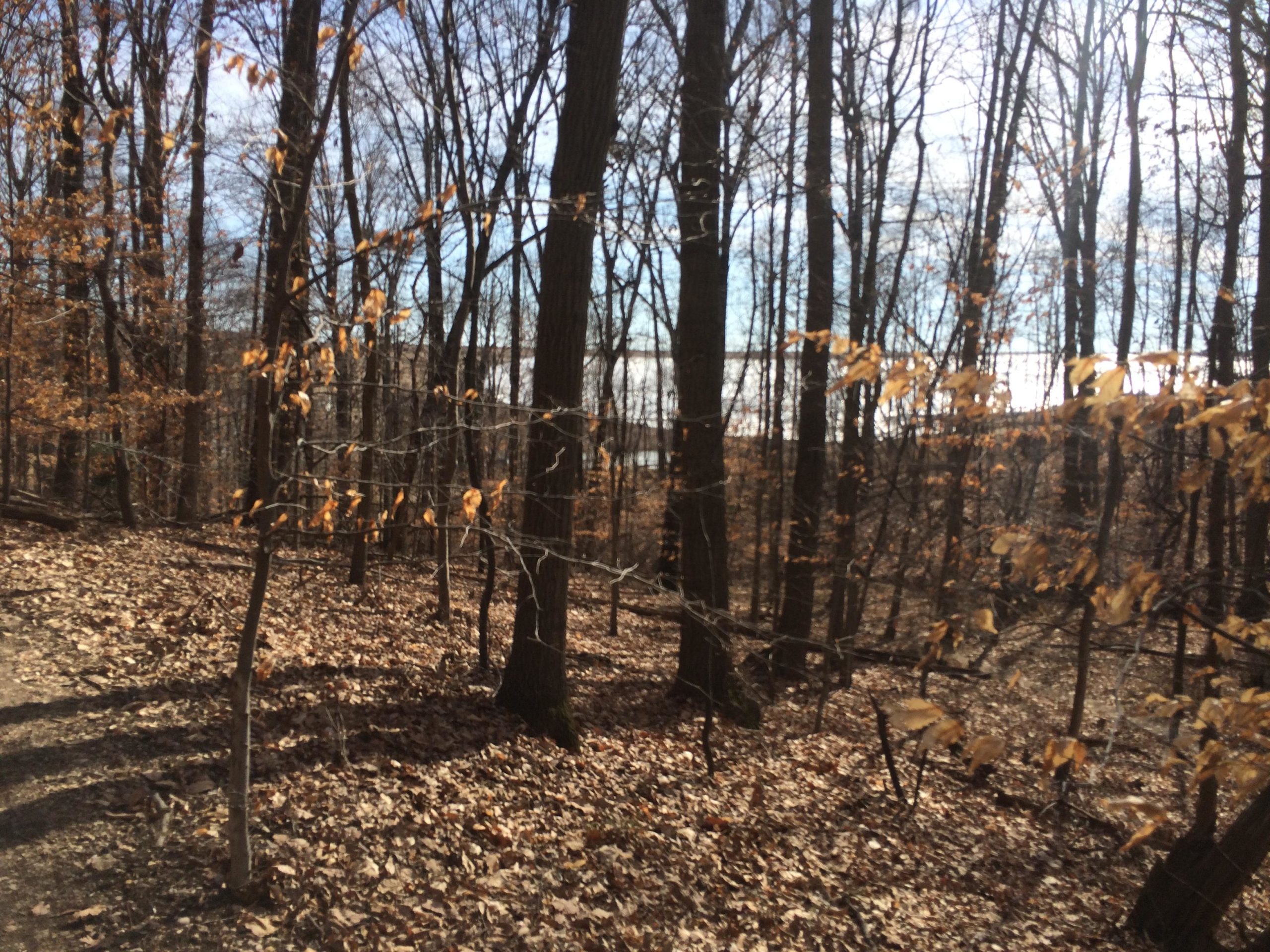 A forest scene showing tall trees with sparse branches, some with brown leaves, set against a backdrop of a clear sky. The ground is covered with fallen leaves, and a dirt path winds through the trees, indicating a natural, autumnal setting. Laurel Hill Park mountain bike trail.